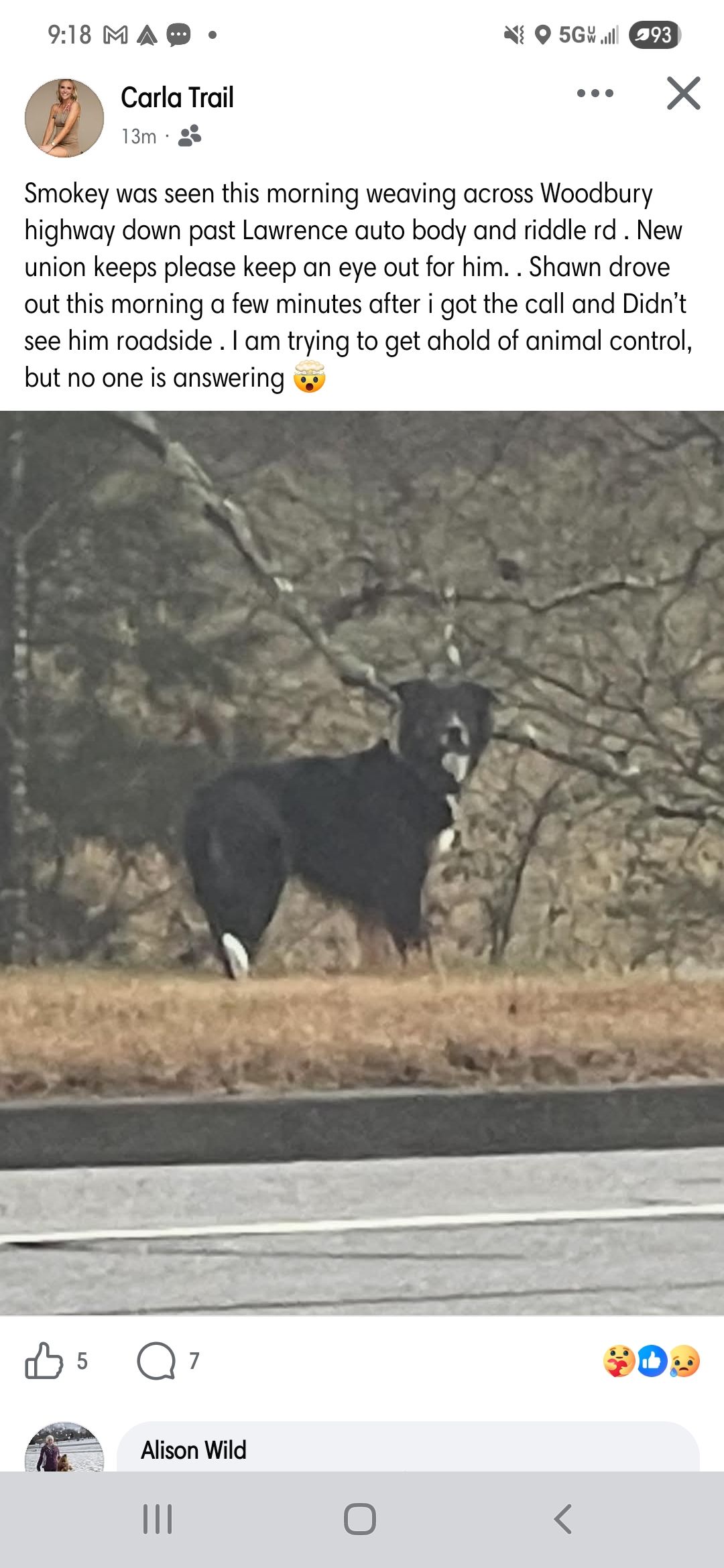 Missing dog spotted on Woodbury Hwy | Manchester, TN