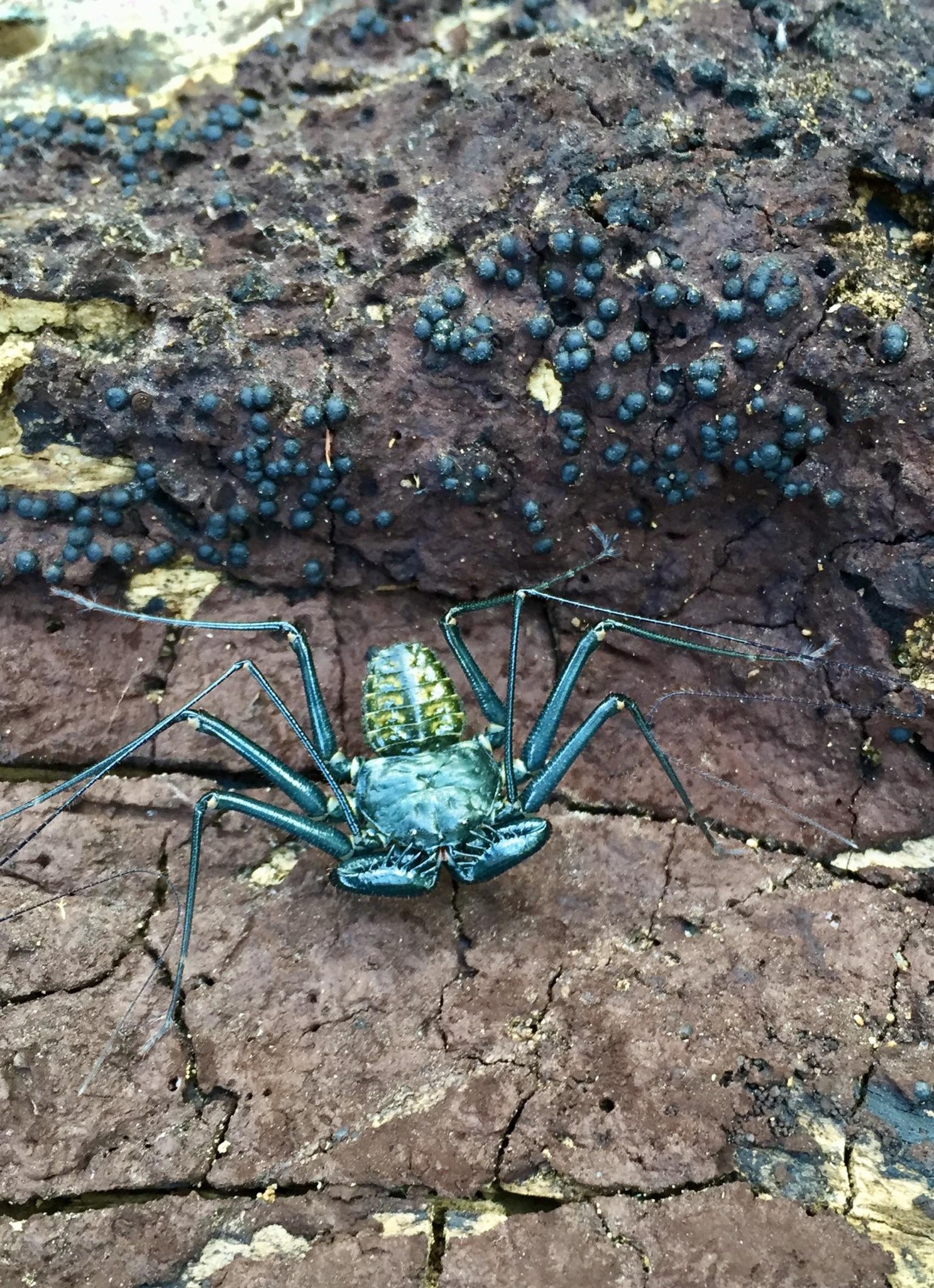 Nature and Wildlife TV - 🕷️🩵 This Stunning Creature is a Tailless Whip