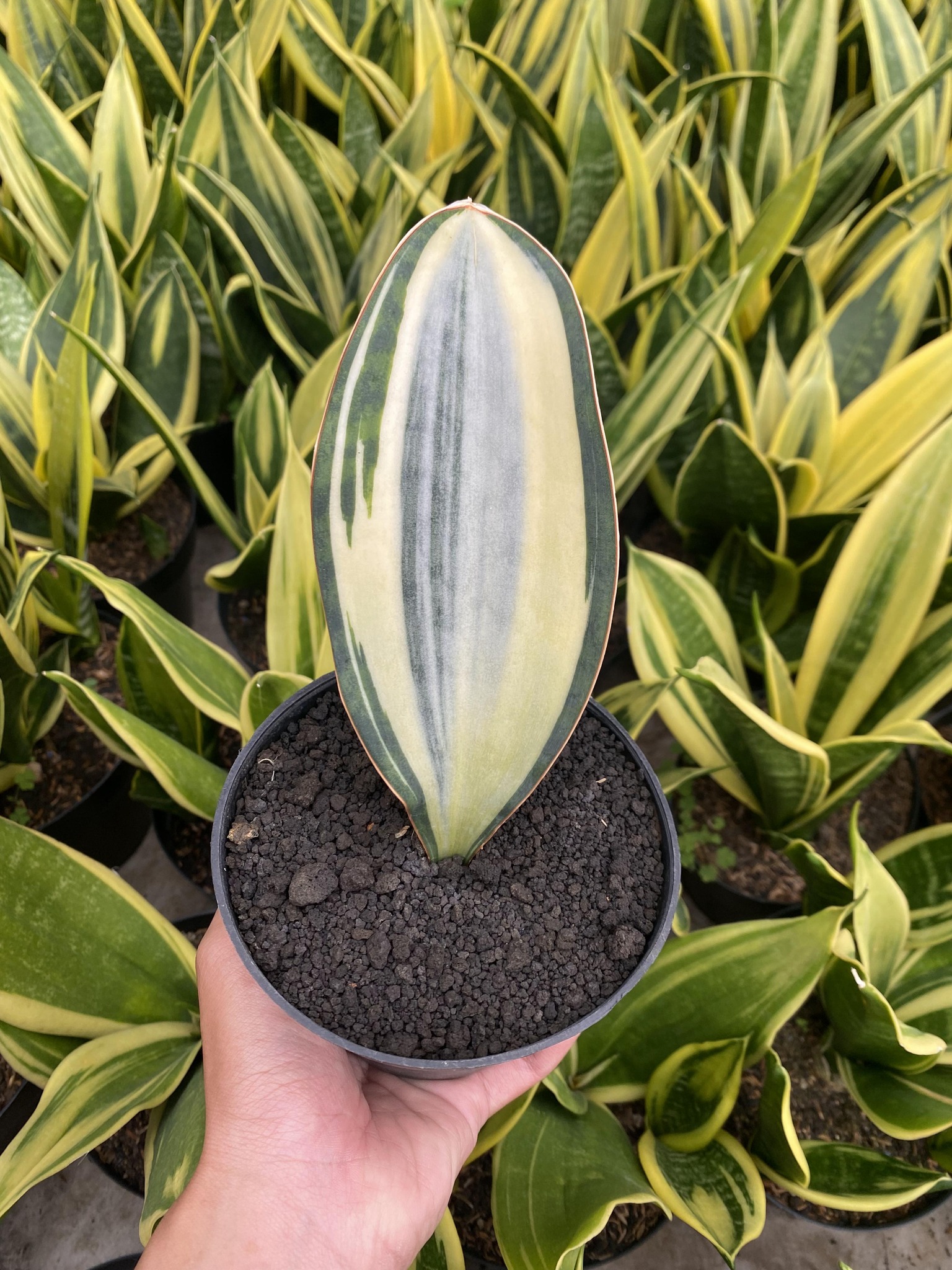 Sansevieria mafinga 'km.10 white variegated'