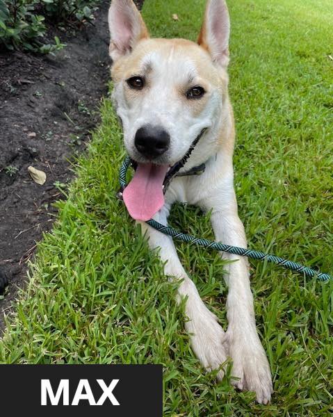 Sandy - It’s chilly out there! ️ Bring home a new four-legged friend to ...