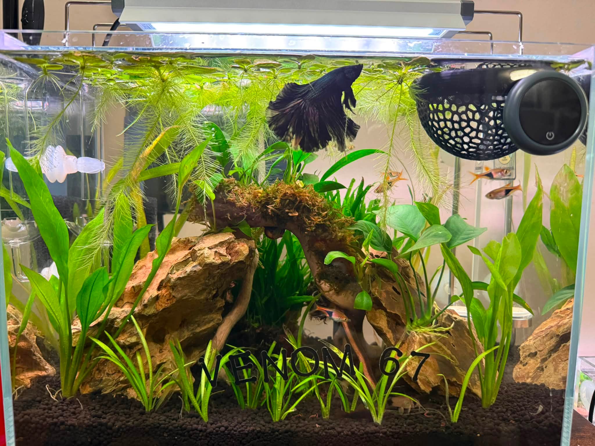 choosing a tank fish care nippyfish.netnippyfish.net Scooper - Net-Free Fish Transfer Tool for Saltwater & Freshwater Aquariums Once in Kribs (Pelmatochromis kribensis) - Fish