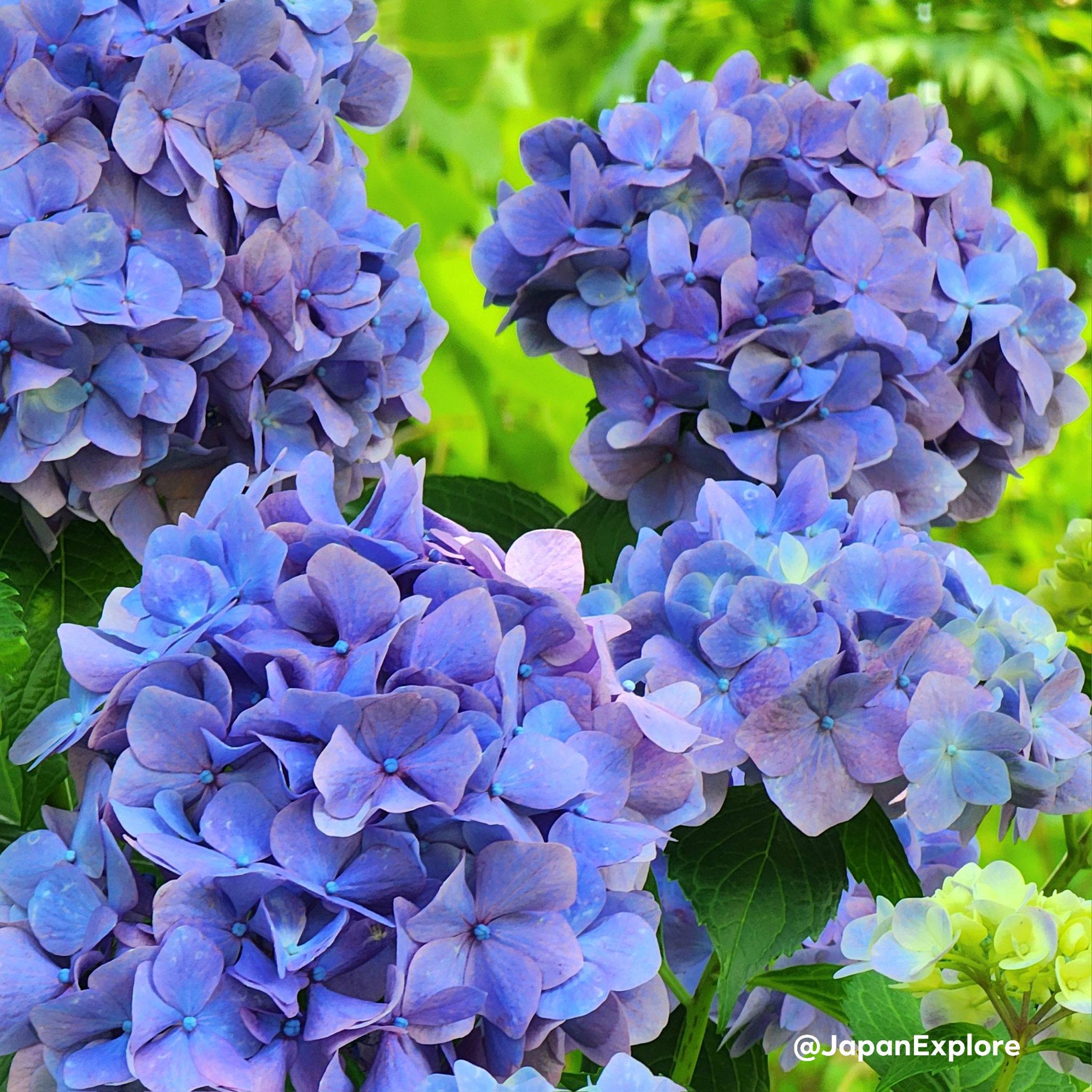Hydrangeas in Japan 💙💜🩷 Hydrangeas known as 