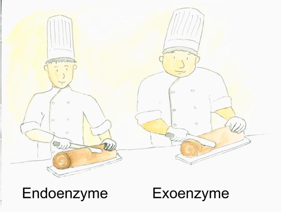 有邊讀邊學生物英文 - 【exoenzyme 與 endoenzyme】 我們在生化課本上學到的exoenzyme... | Facebook
