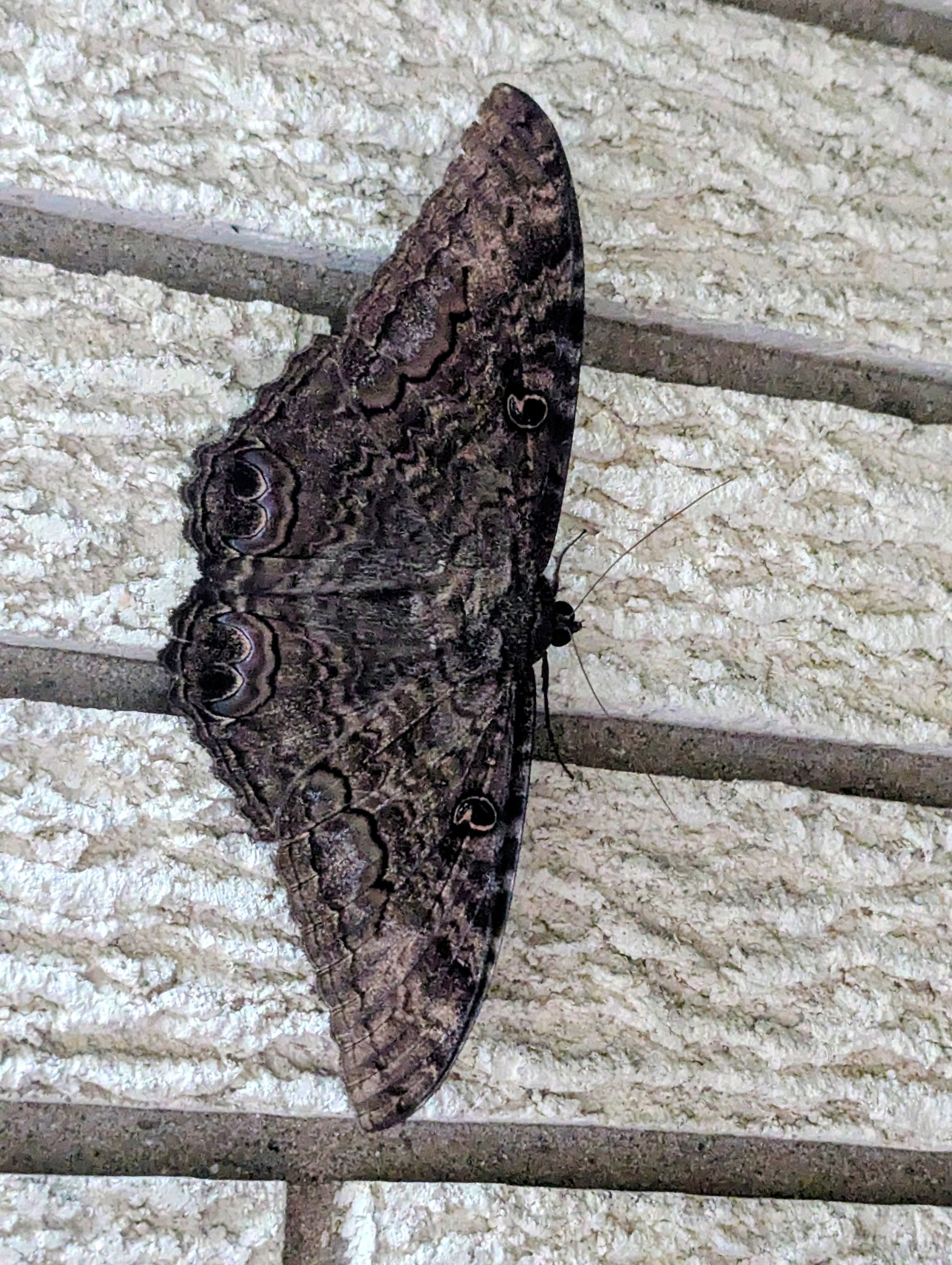 Black moth identification needed in Michigan area
