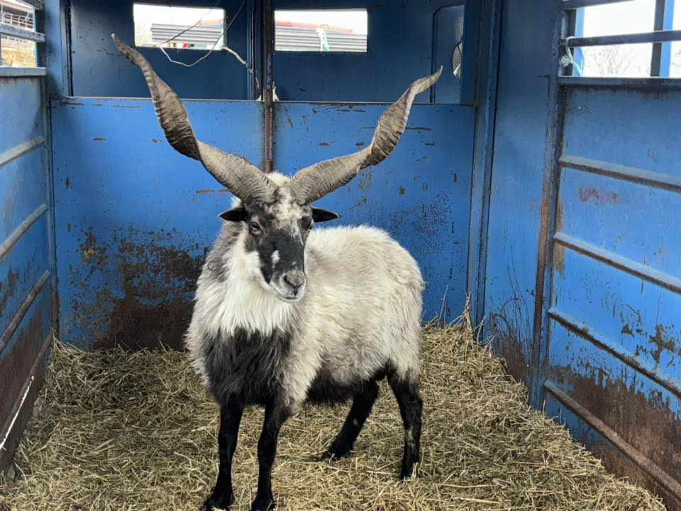 Richardson’s Racka & Trophy sheep | Facebook