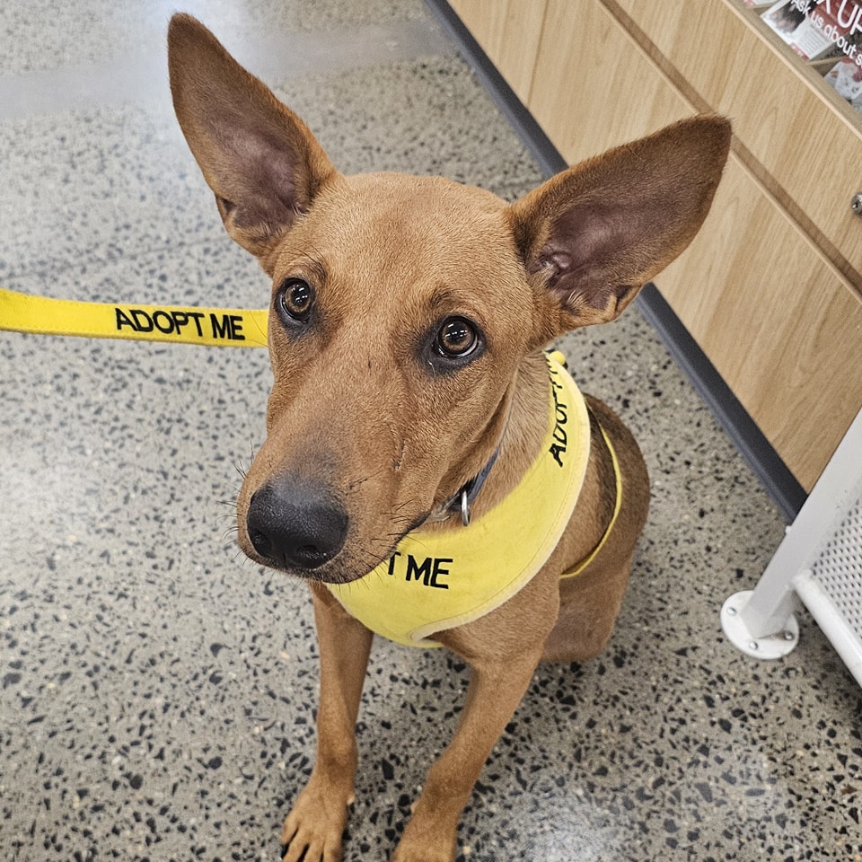 North Qld Animal Rescue... - North Qld Animal Rescue Inc.