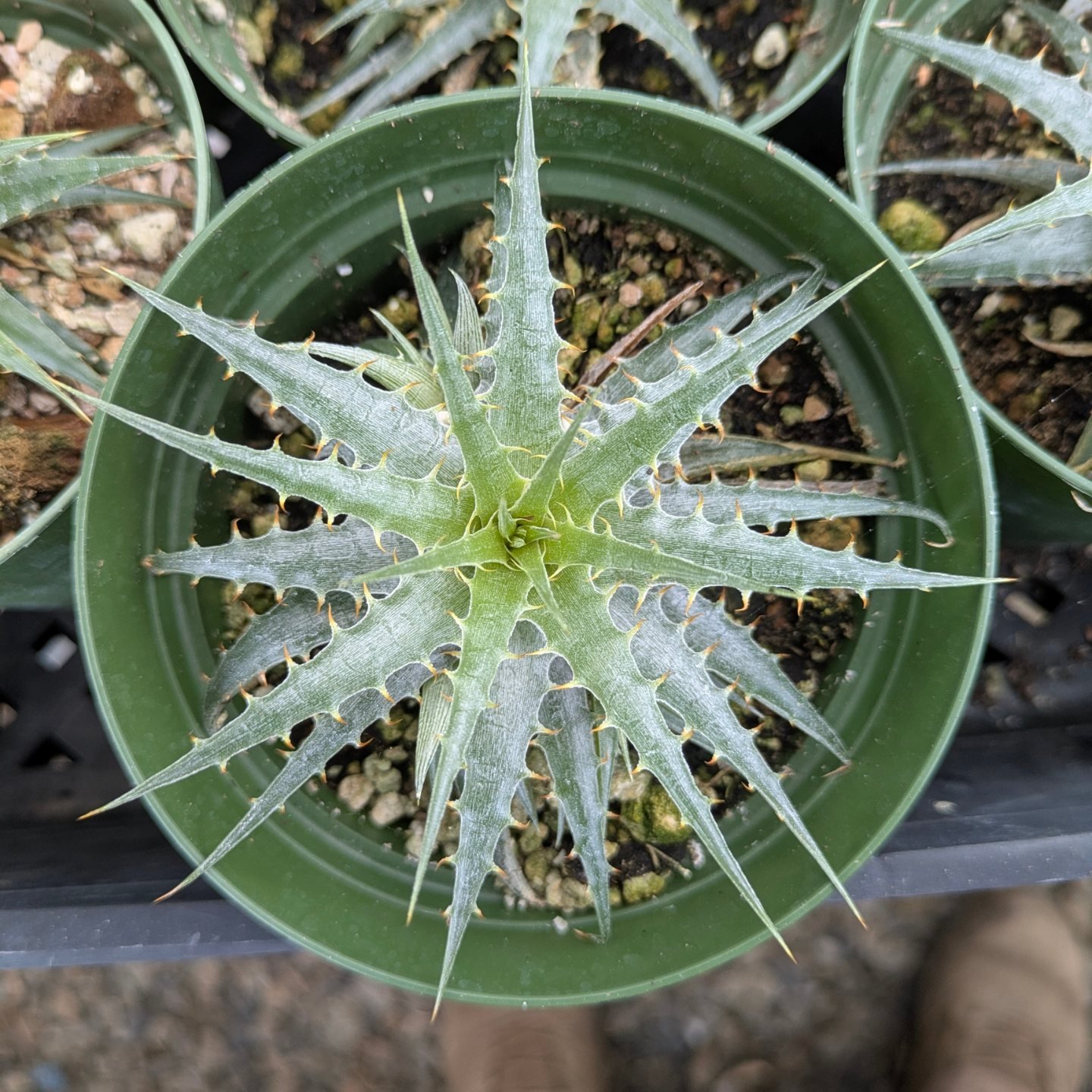 Deuterocohnia longipetala flowering from old spike