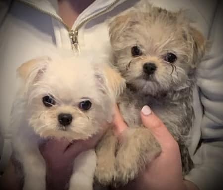 Spoil 'Em Rotten Pet Boutique And Grooming Spa | Wyomissing PA