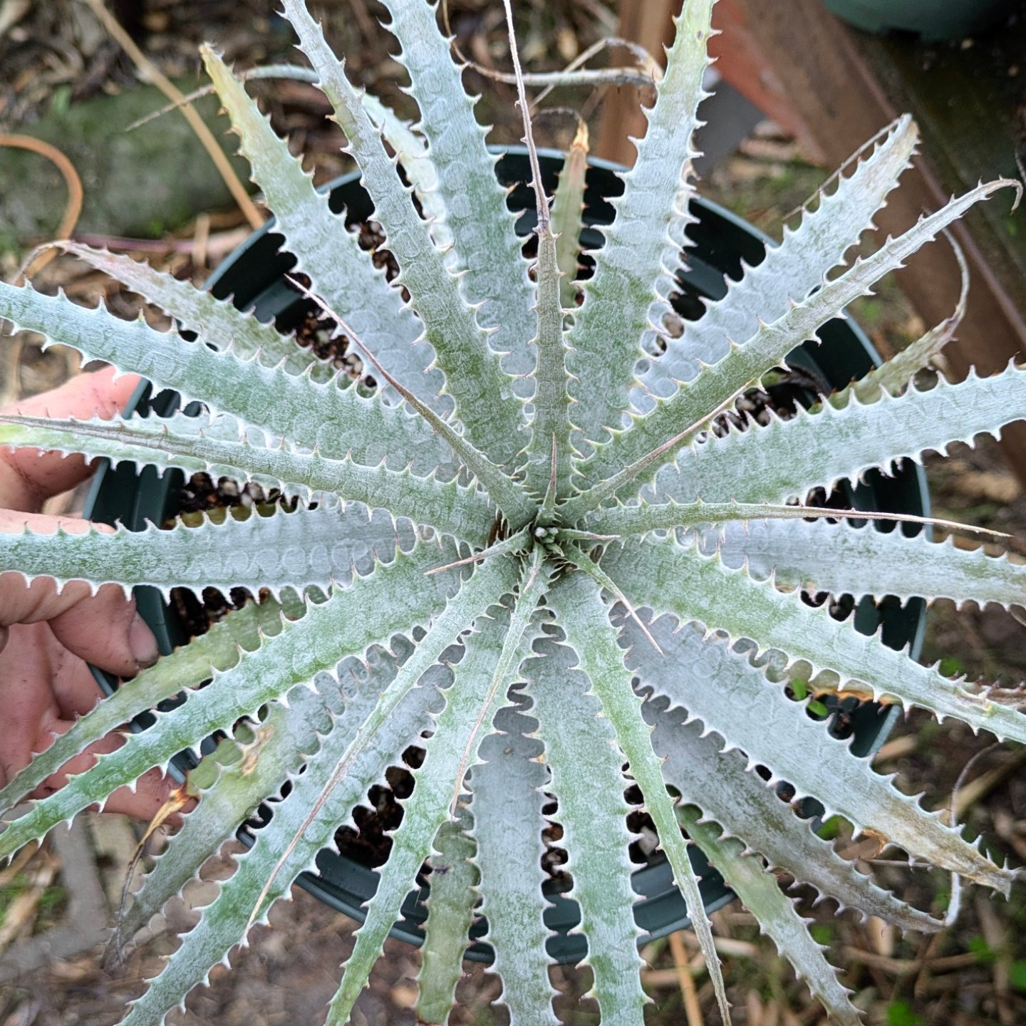 Deuterocohnia longipetala succulent bromeliad care