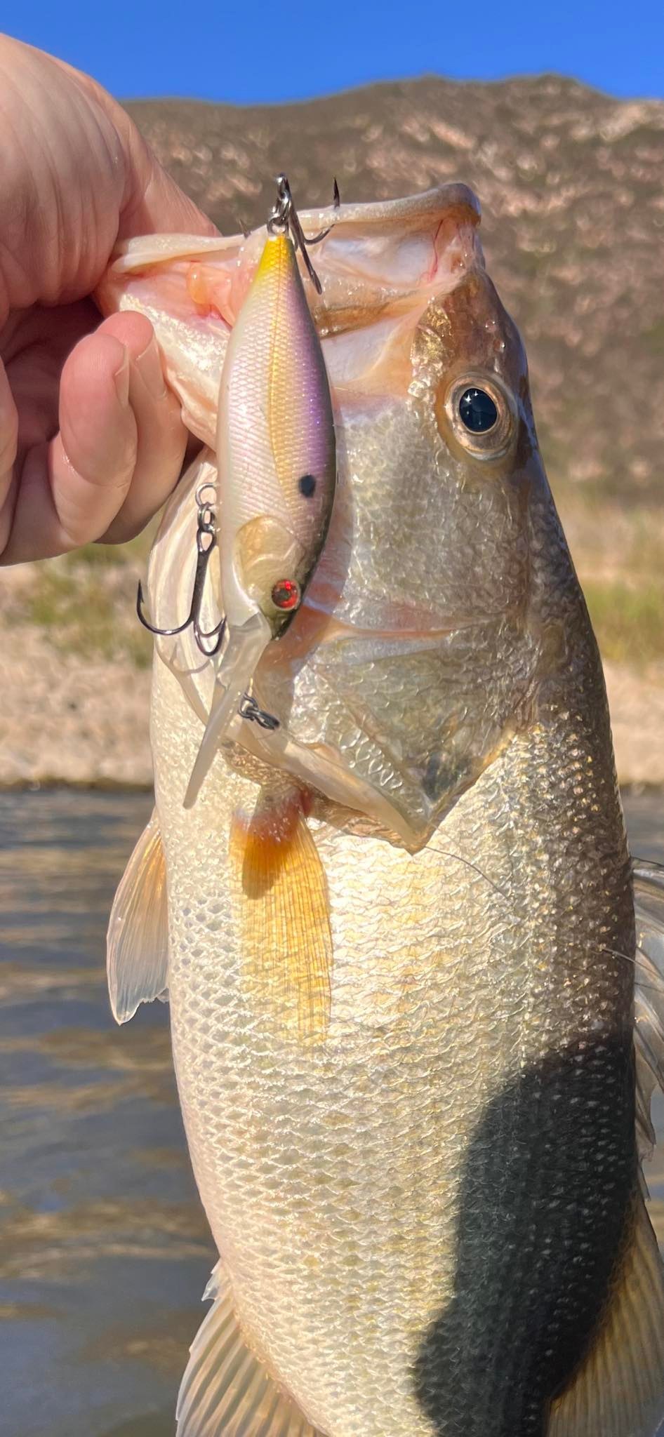 fishing buddy not reapplying lure RIP-N-SLASH lures. Best lure, Redfish, Trout, Snook, Bass. – THE UNFAIR BOX ONLINE bite me lure sticker Style:Reel+Rod(7'0'')+Free Jacket the Riot Baits Raptor #96 1-7/8