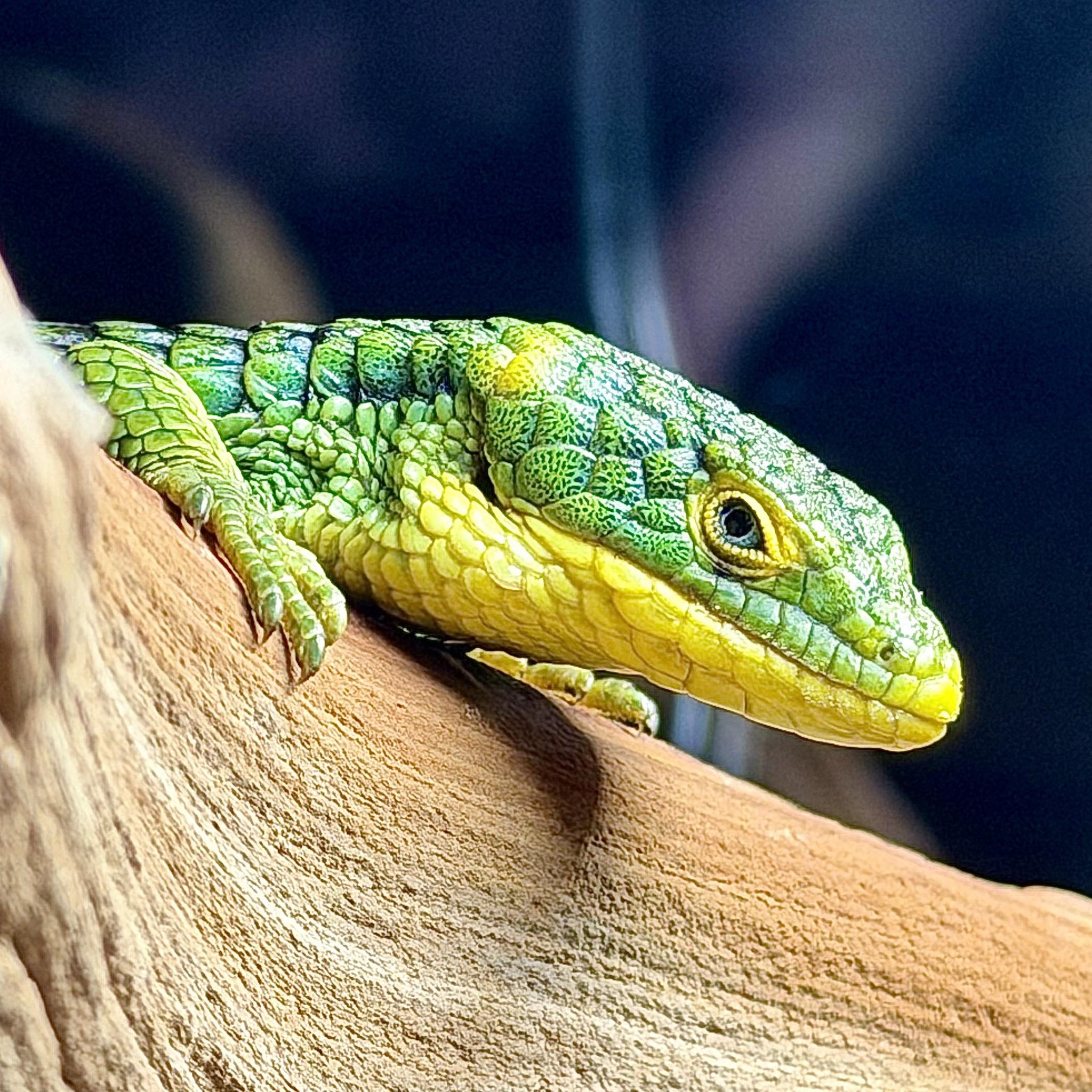 Posting my reptiles until my people find me. 🦎🌿 Today’s spotlight ...