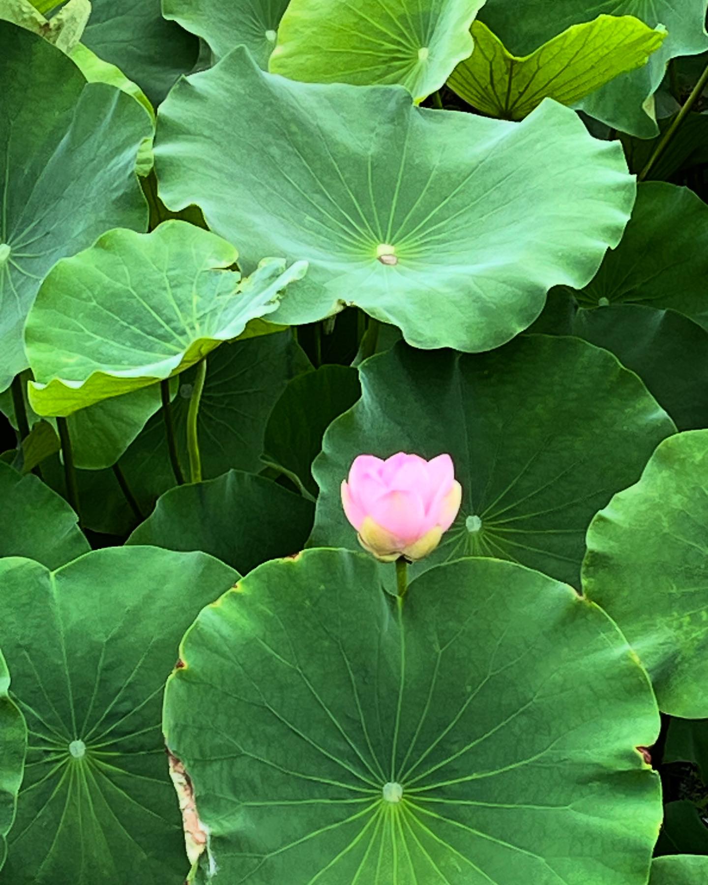 丸亀市某所の蓮。 まだ7部咲きといったところ。 #蓮の花 #lotus #浄化 
