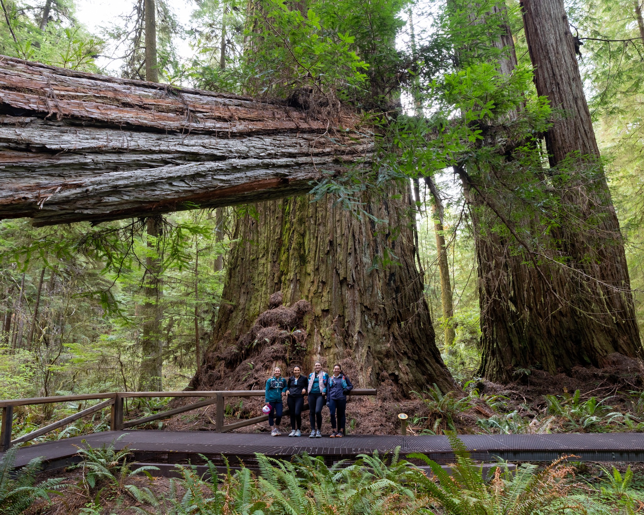 Redwood Forest - Rhododendron in the redwoods ... Rhodo = ROSE ...