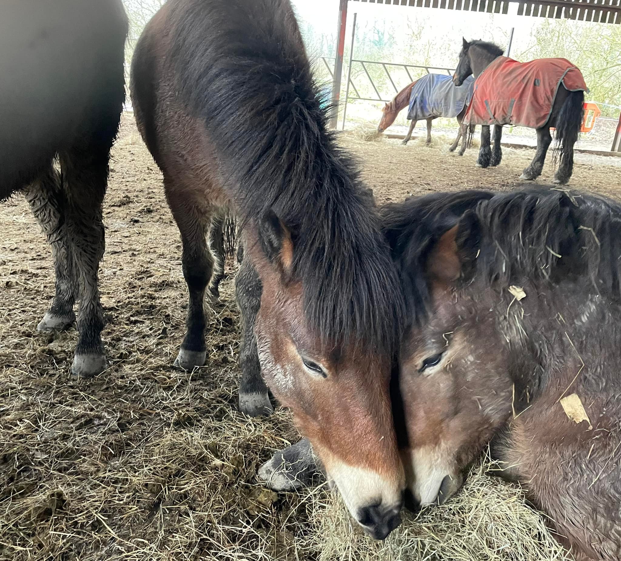 Priory Court Farm | Polegate