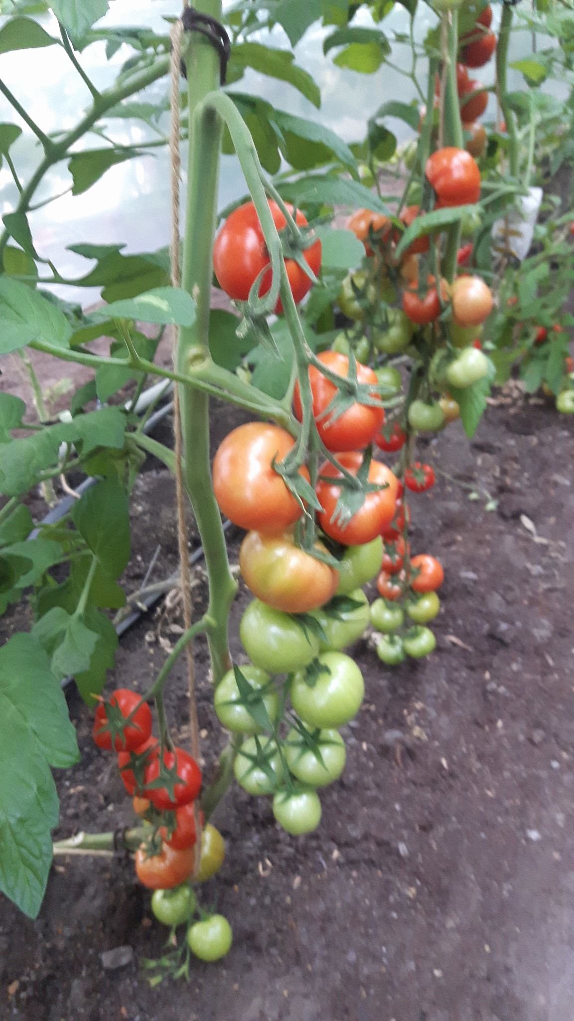 Endlich Sind Die Ersten Tomaten Reif Gemusehof Wessling Facebook
