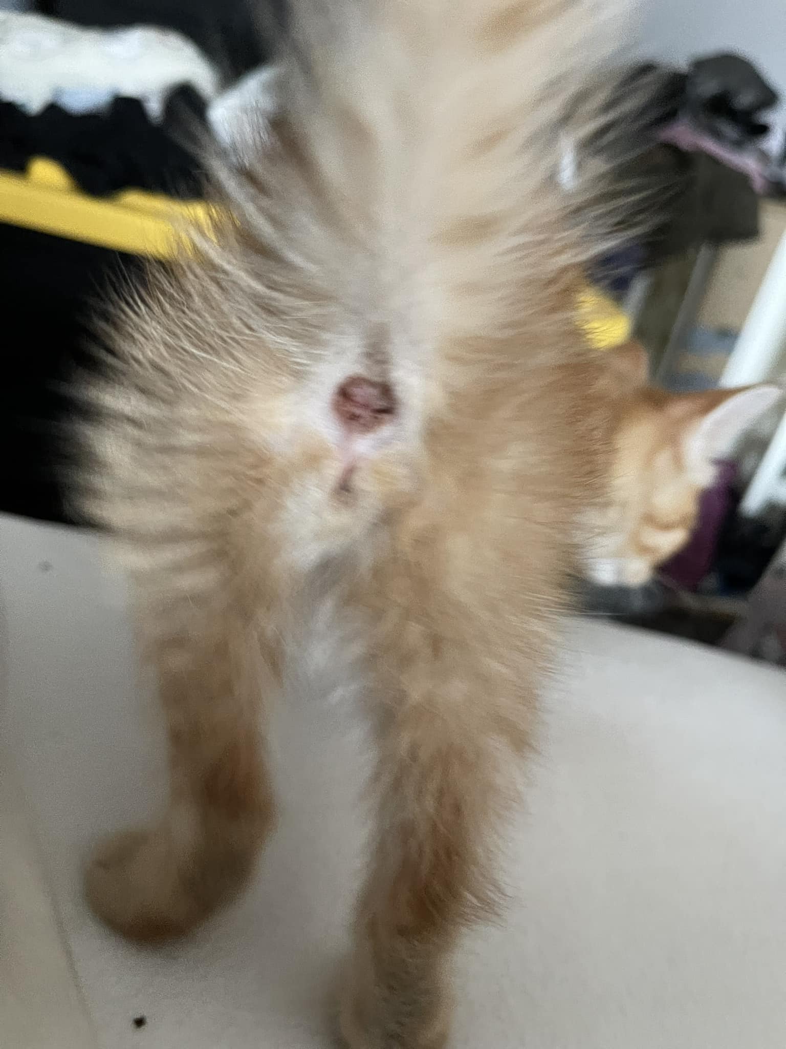 What is the sex of this kitten?