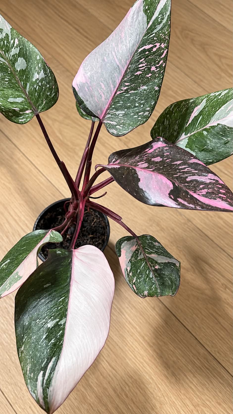 I just bought her a few days ago. She is labeled a Pink Naomi
