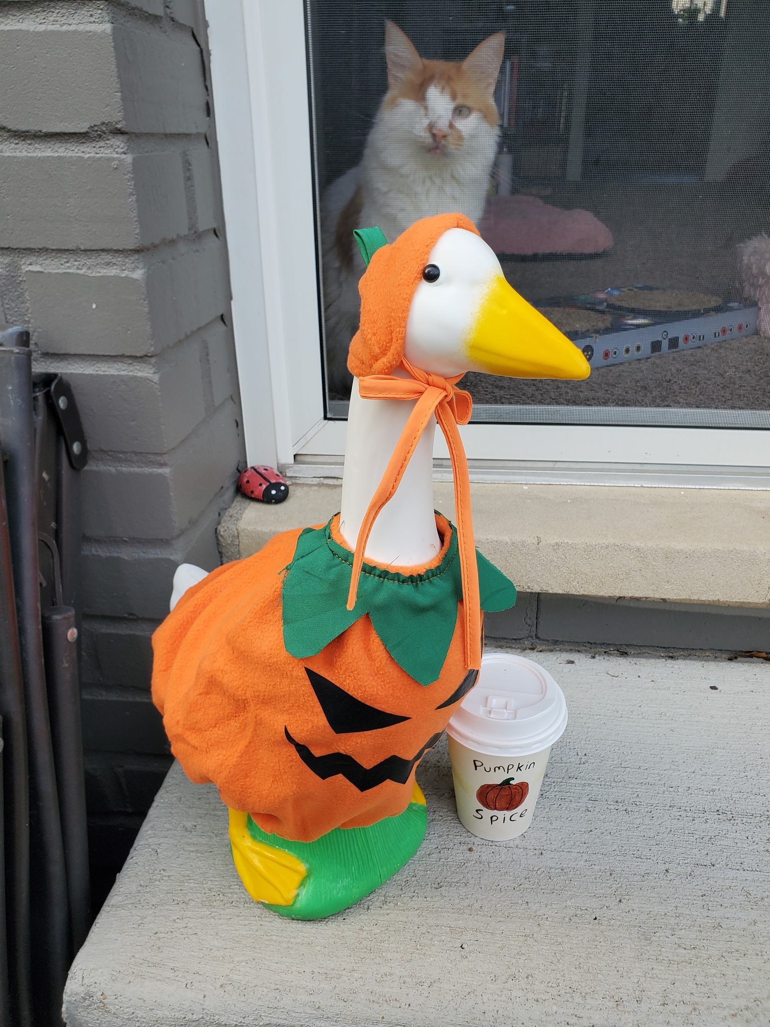 The Porch Goose Club of America | My cat Odin admiring Goosey Lawless ...