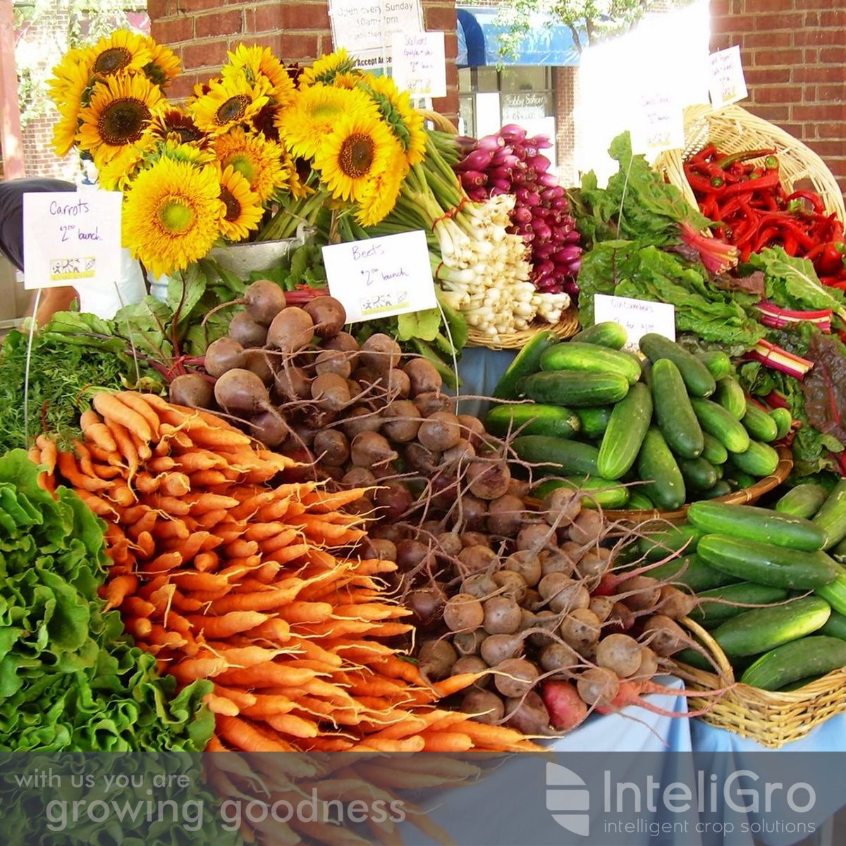 InteliGro - Our #InteliGro team believe in helping growers...