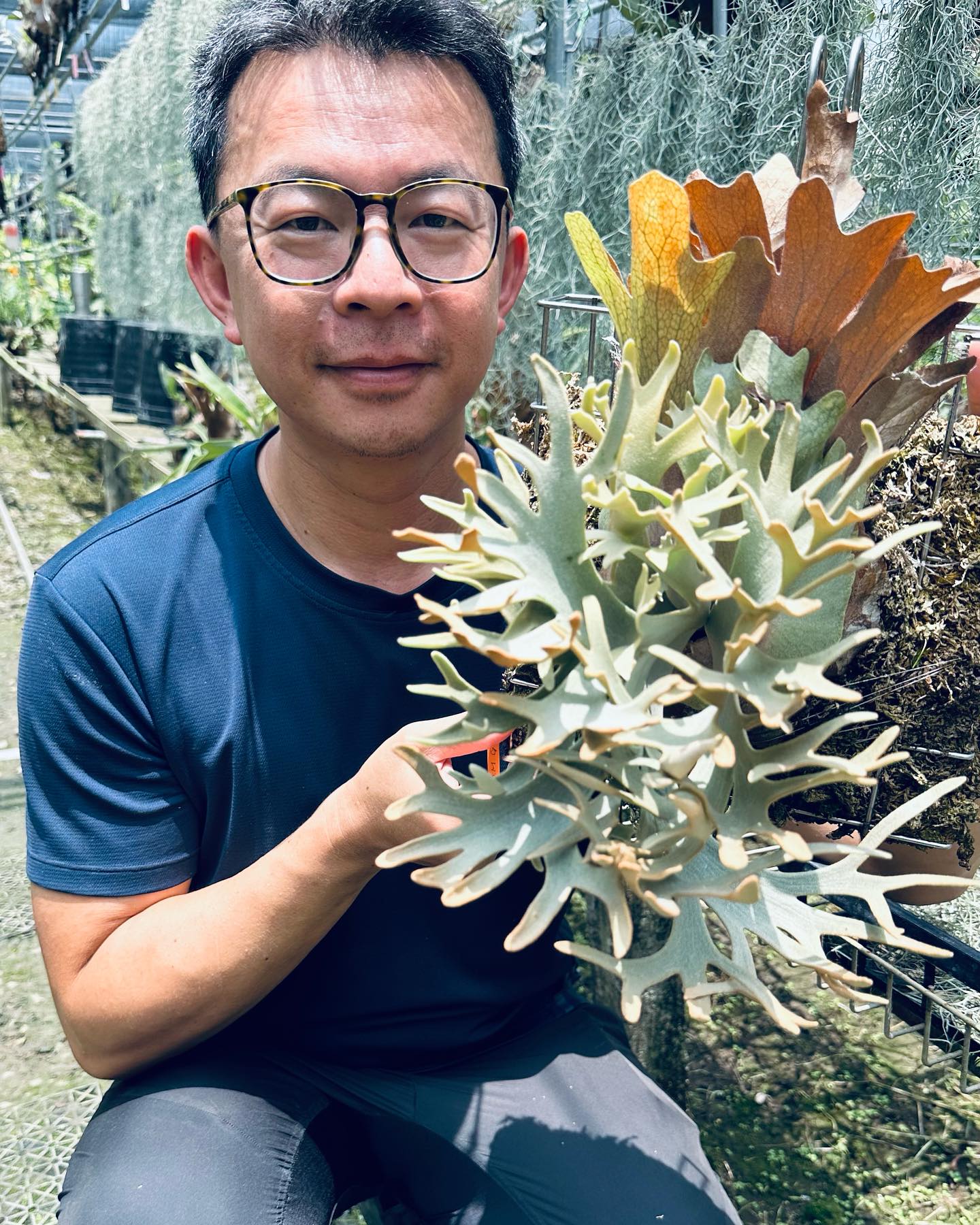 Platycerium willinckii 'Spur' (TC) 骨刺 in 2