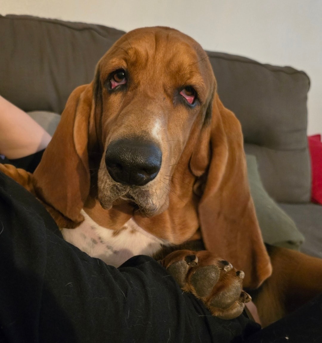 a droopy 80lb masterpiece