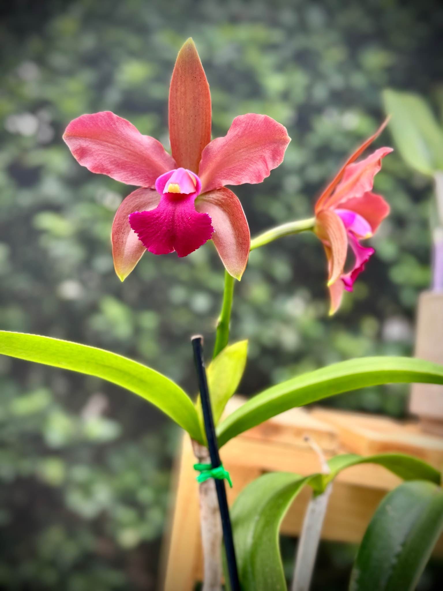Blc. Nilsa Santiago 'SVO' (Lc. Maui Plum x Blc. Chinese Bronze )