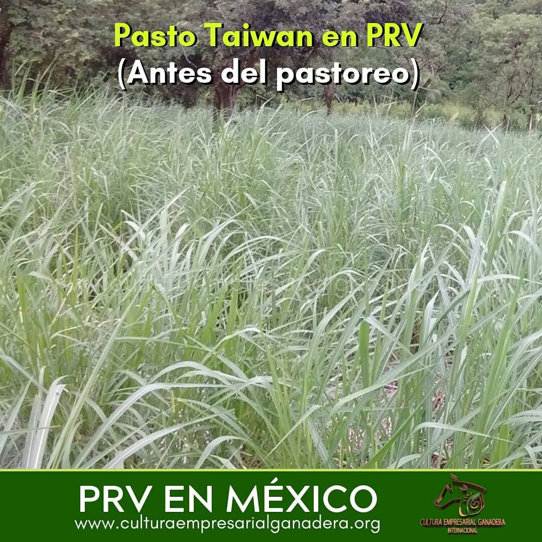 Pastoreo Racional Voisin (PRV) México - SPRV Rancho Las Palmas