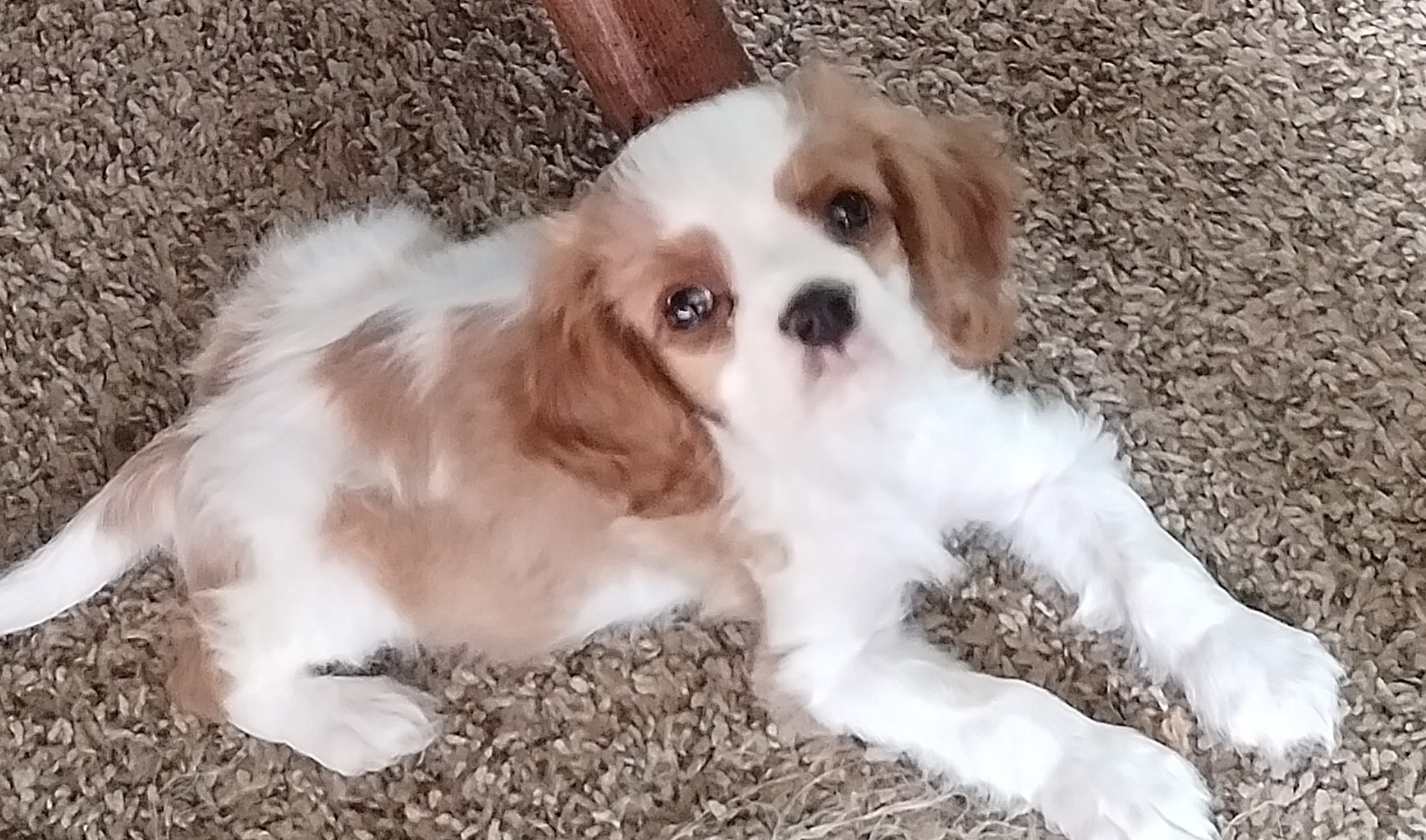 Meet Biscuit! Biscuit is a Cavalier... - Lazy Daze Puppies | Facebook