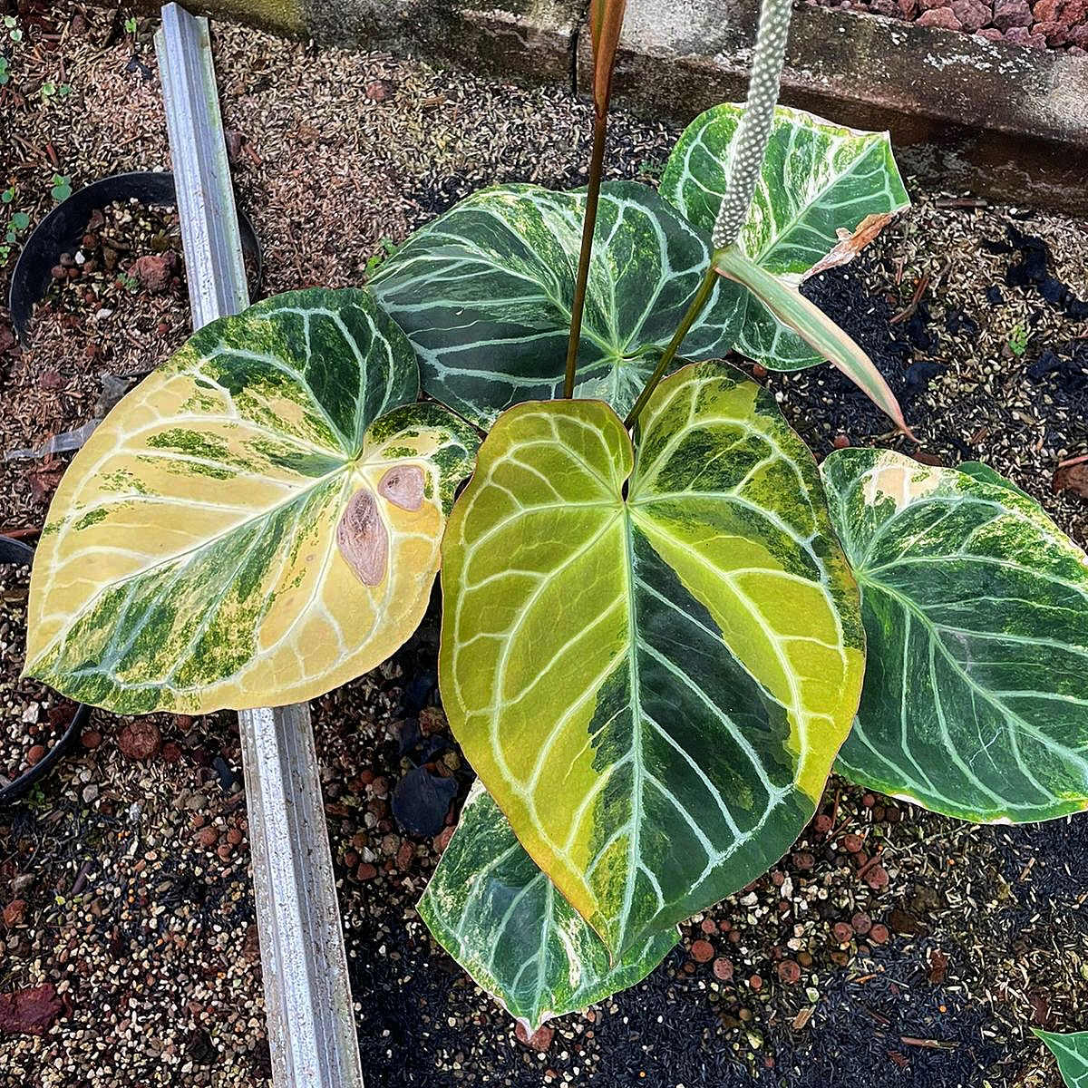 Iqbal - anthurium magna variegated 
