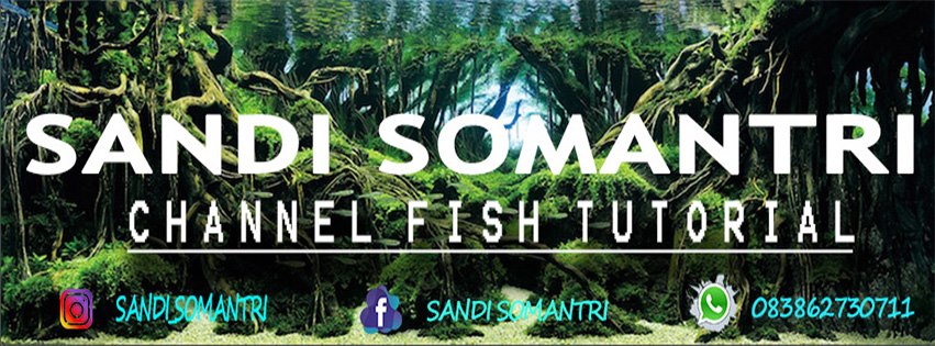 Sandi Fish Tutorial | Bandung