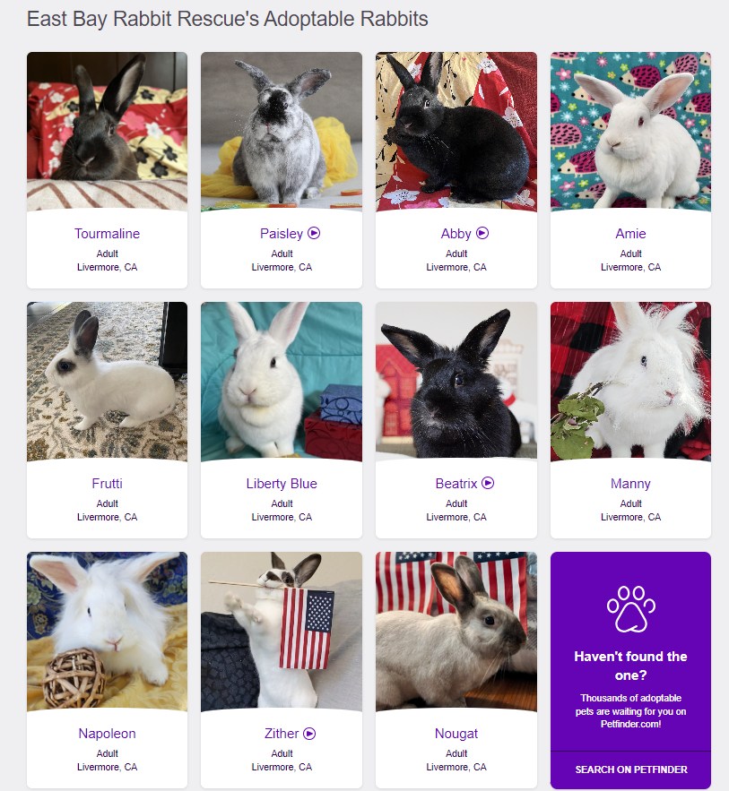 East Bay Rabbit Rescue | Livermore CA