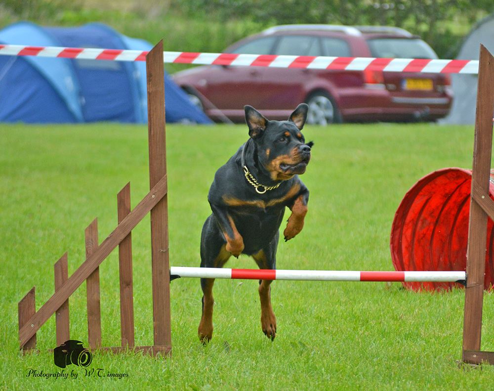 Rottie Rumble