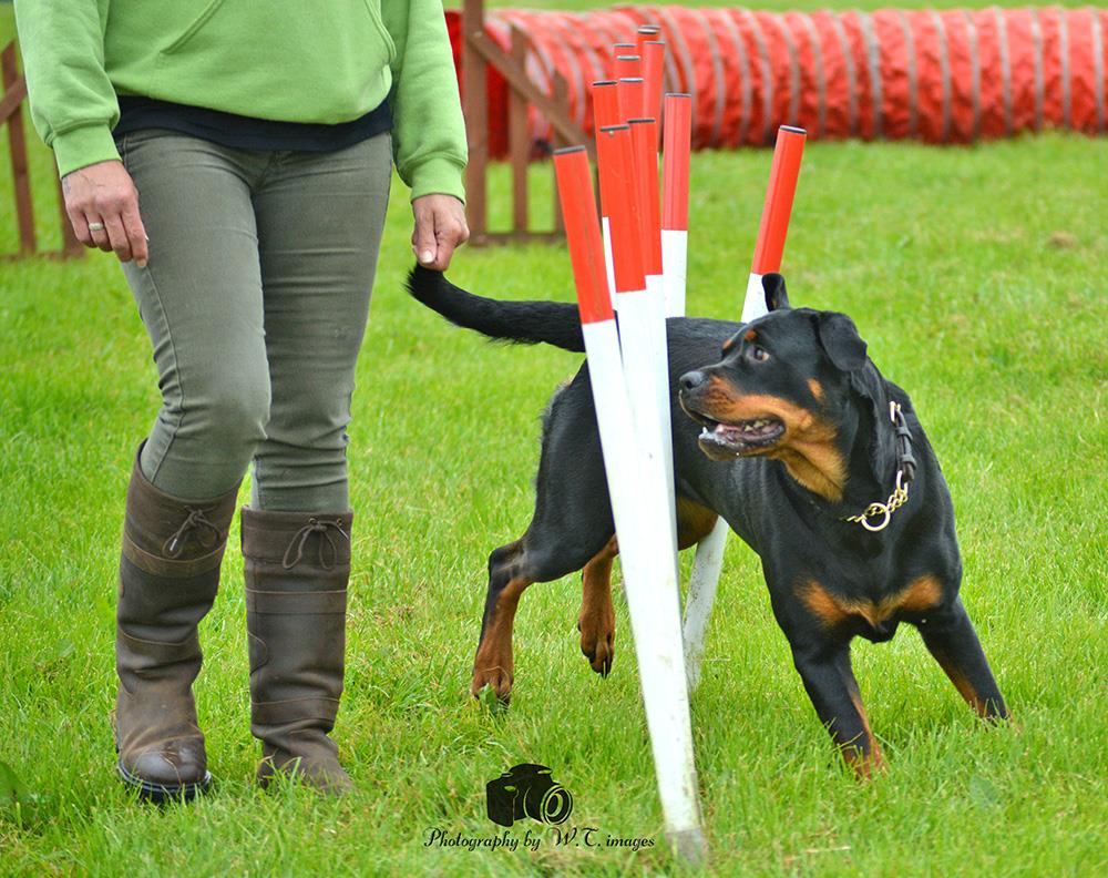 Rottie Rumble