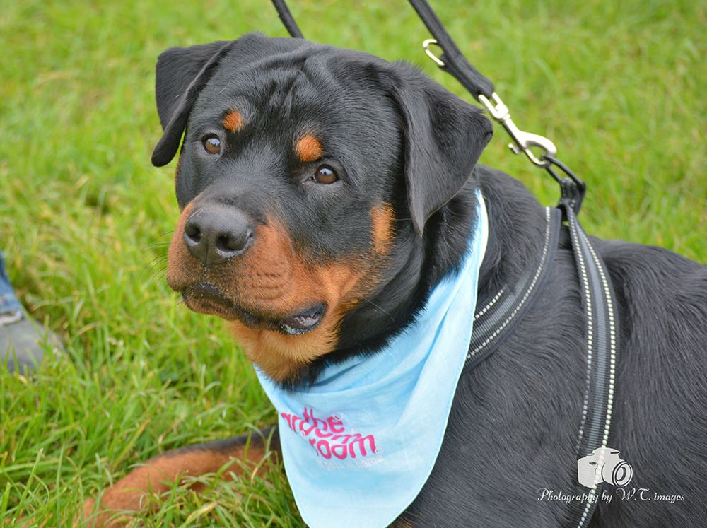Rottie Rumble