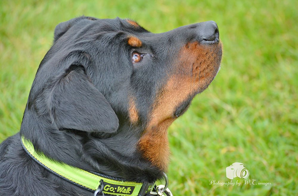 Rottie Rumble