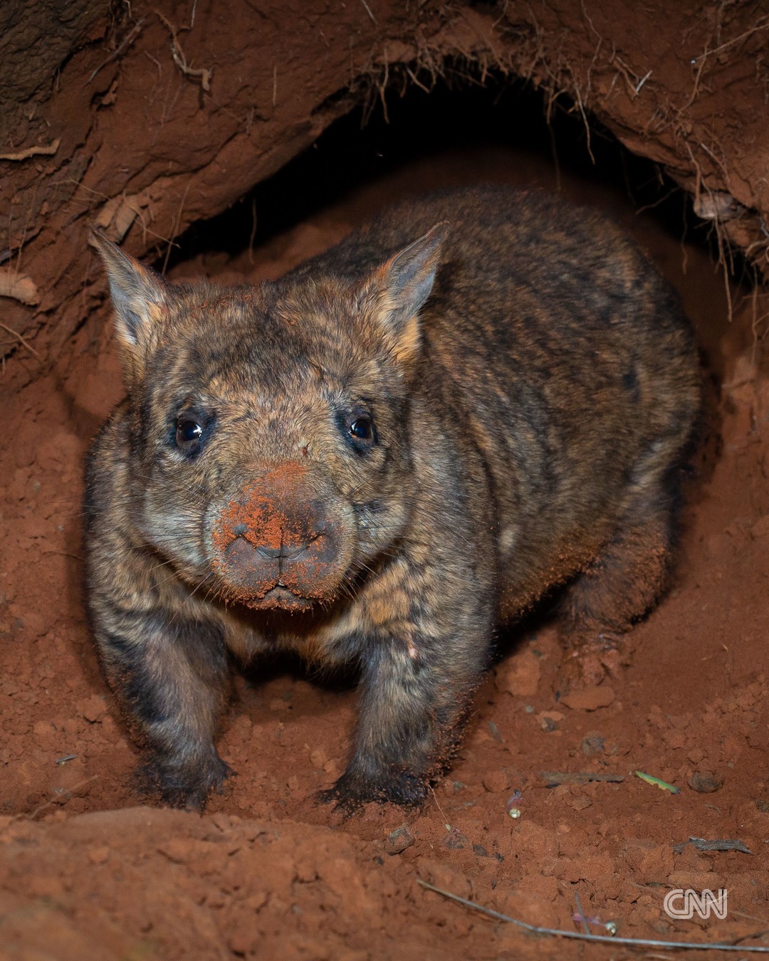 CNN - Wombats are one of Australia's most iconic animals, but one ...