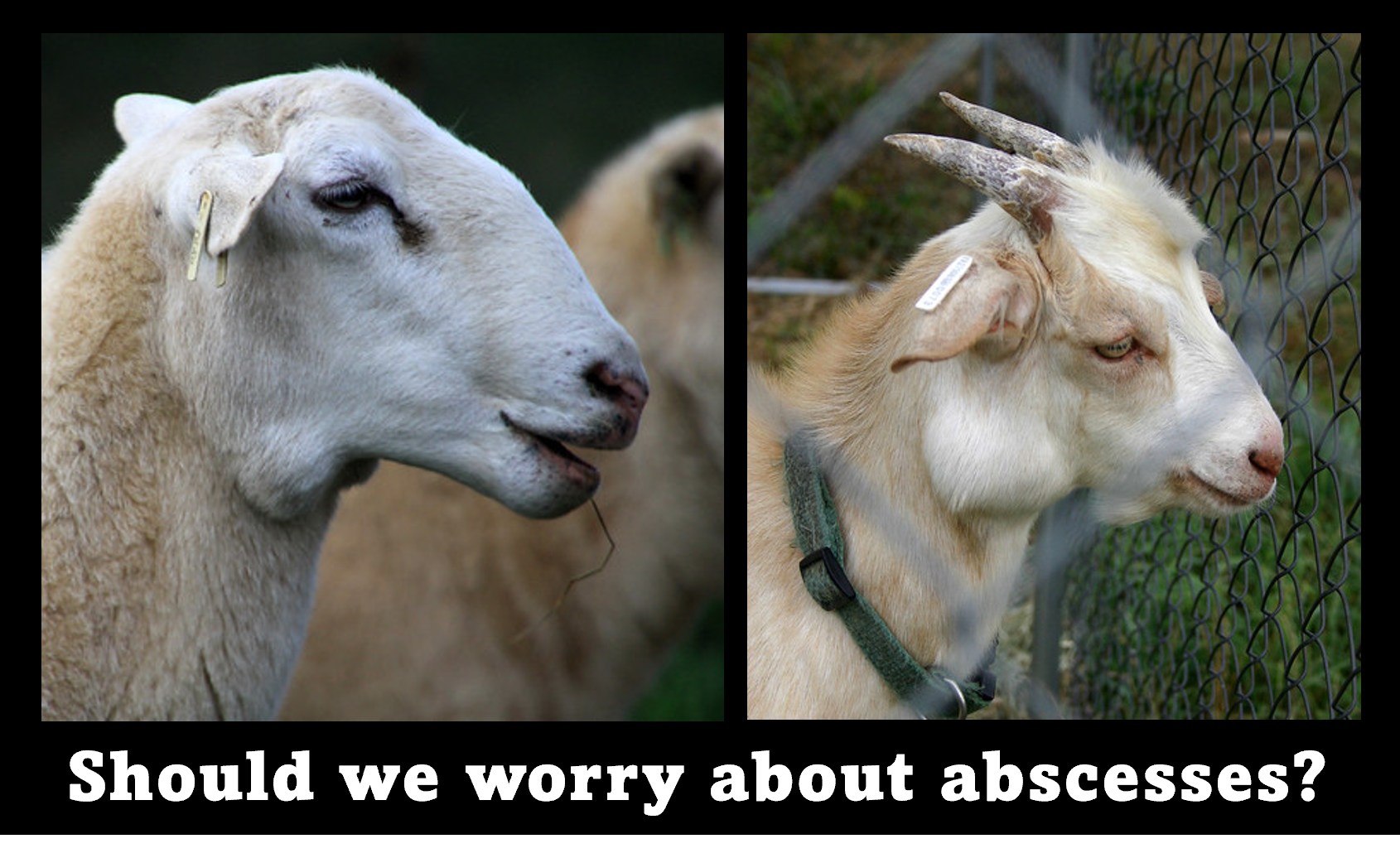 Maryland - SHOULD WE WORRY ABOUT ABSCESSES? by Susan Schoenian Sheep ...