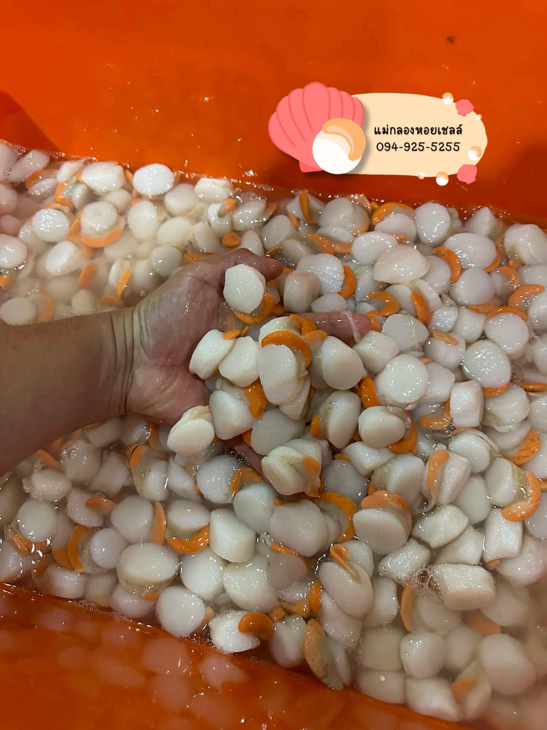 ราคาอัพเดทตลอด 1.หอยเชลล์เปลือก 1.1 ไซส์50+- ตัว/กก. 50฿ 1.1 ไซส์30 ...
