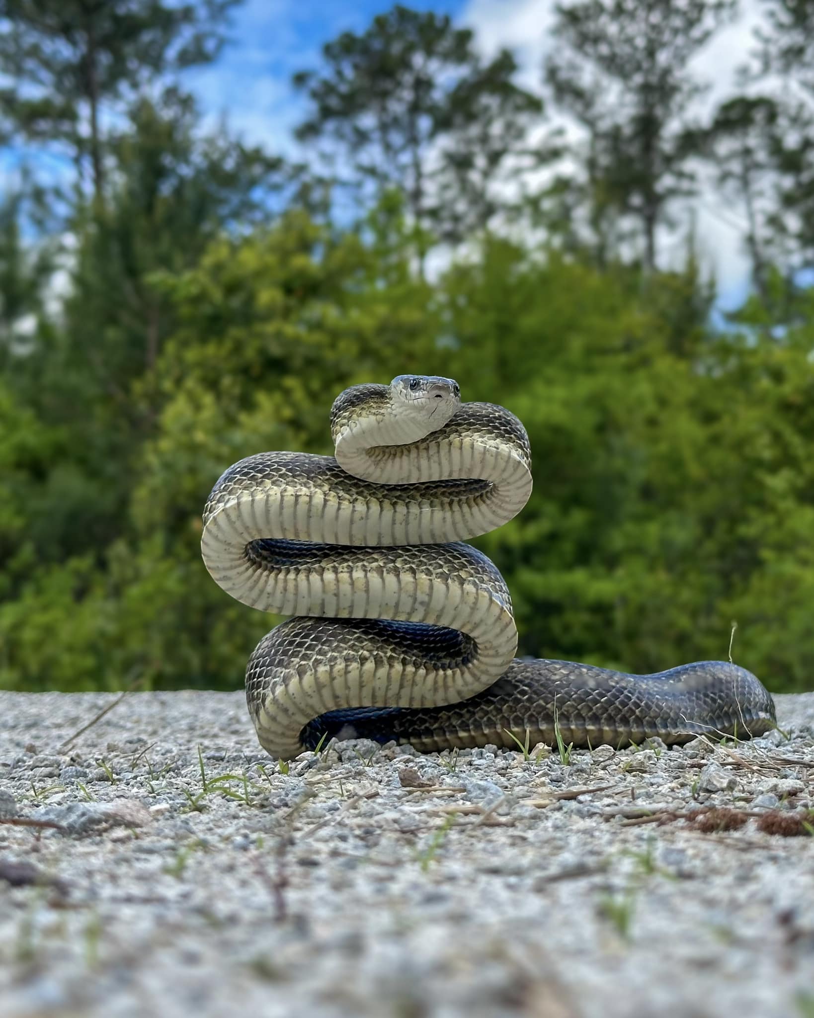 Brett - FUN SNAKE FACTSSS 🐍♥️ Rat snakes are sometimes called “chicken ...