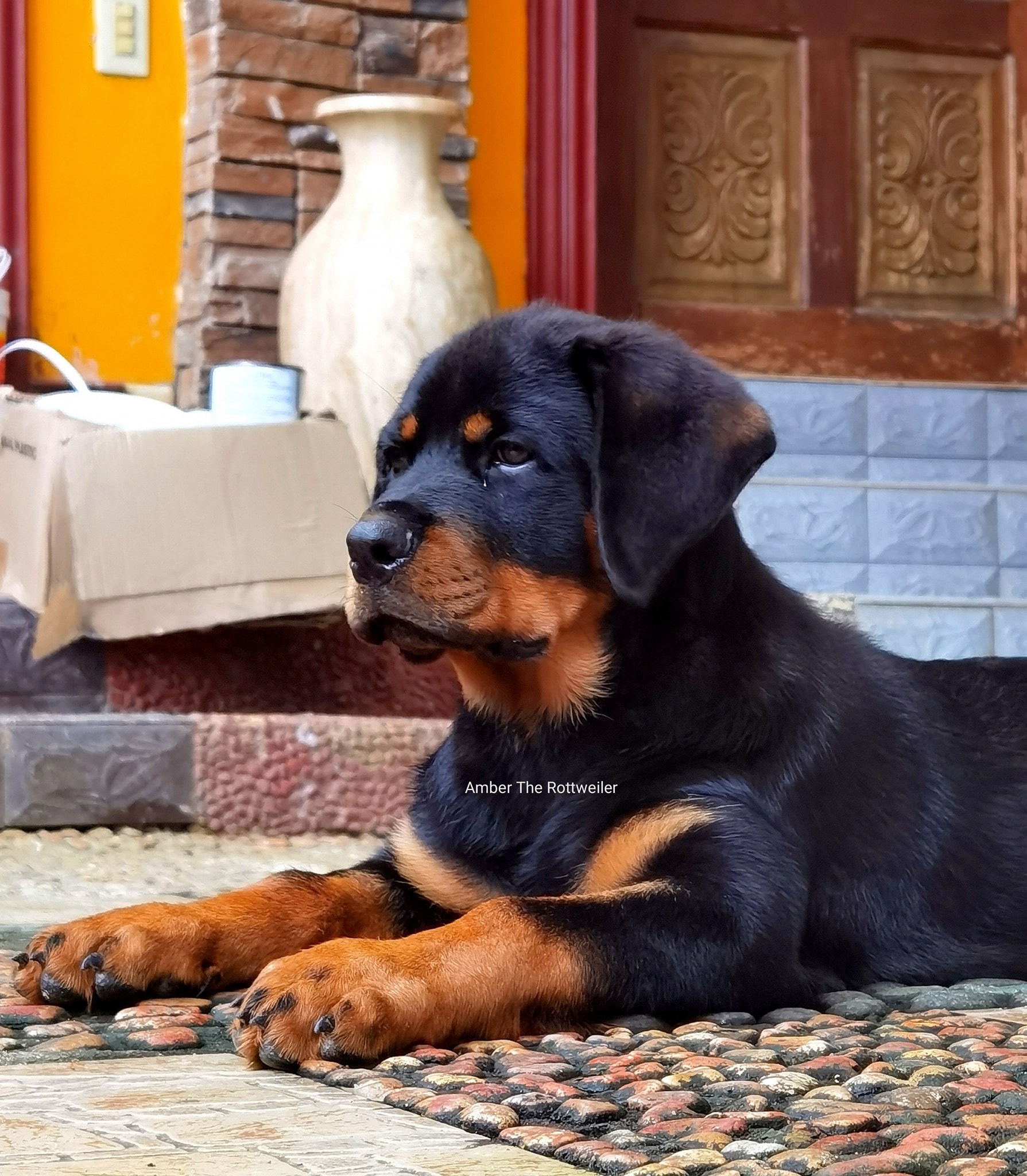 Amber The Rottweiler