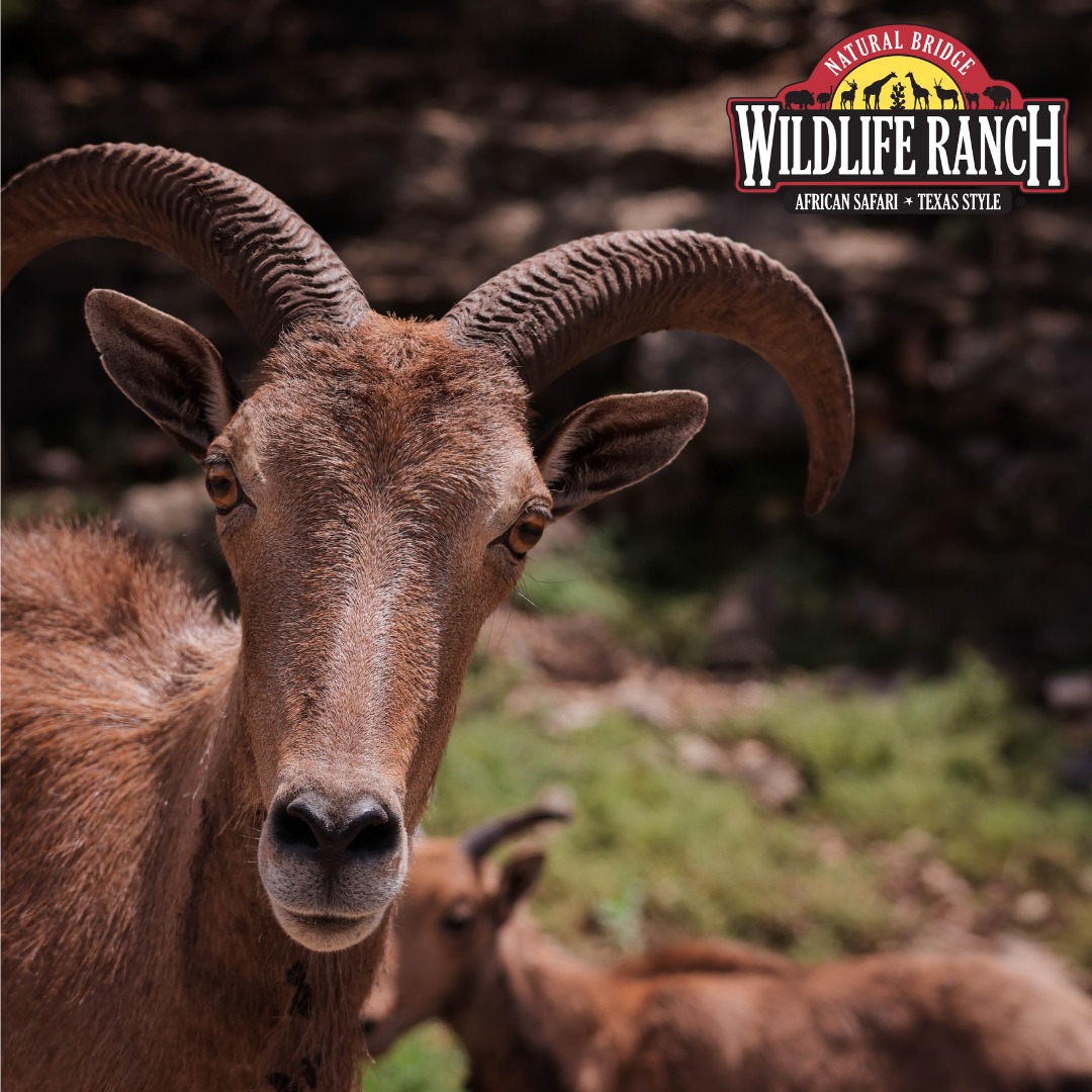 🚗🌟Get ready to kick off... - Natural Bridge Wildlife Ranch | Facebook