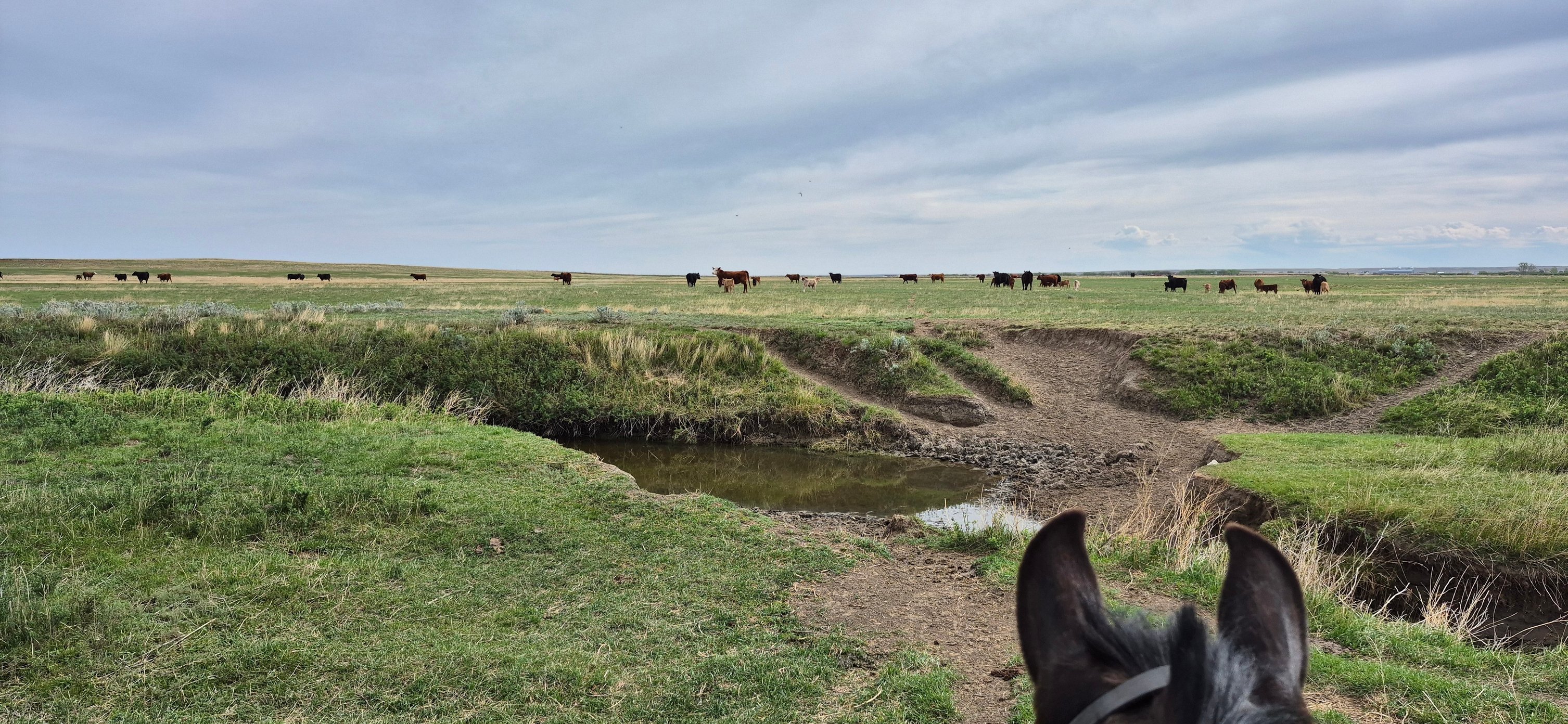 The Ranch Life