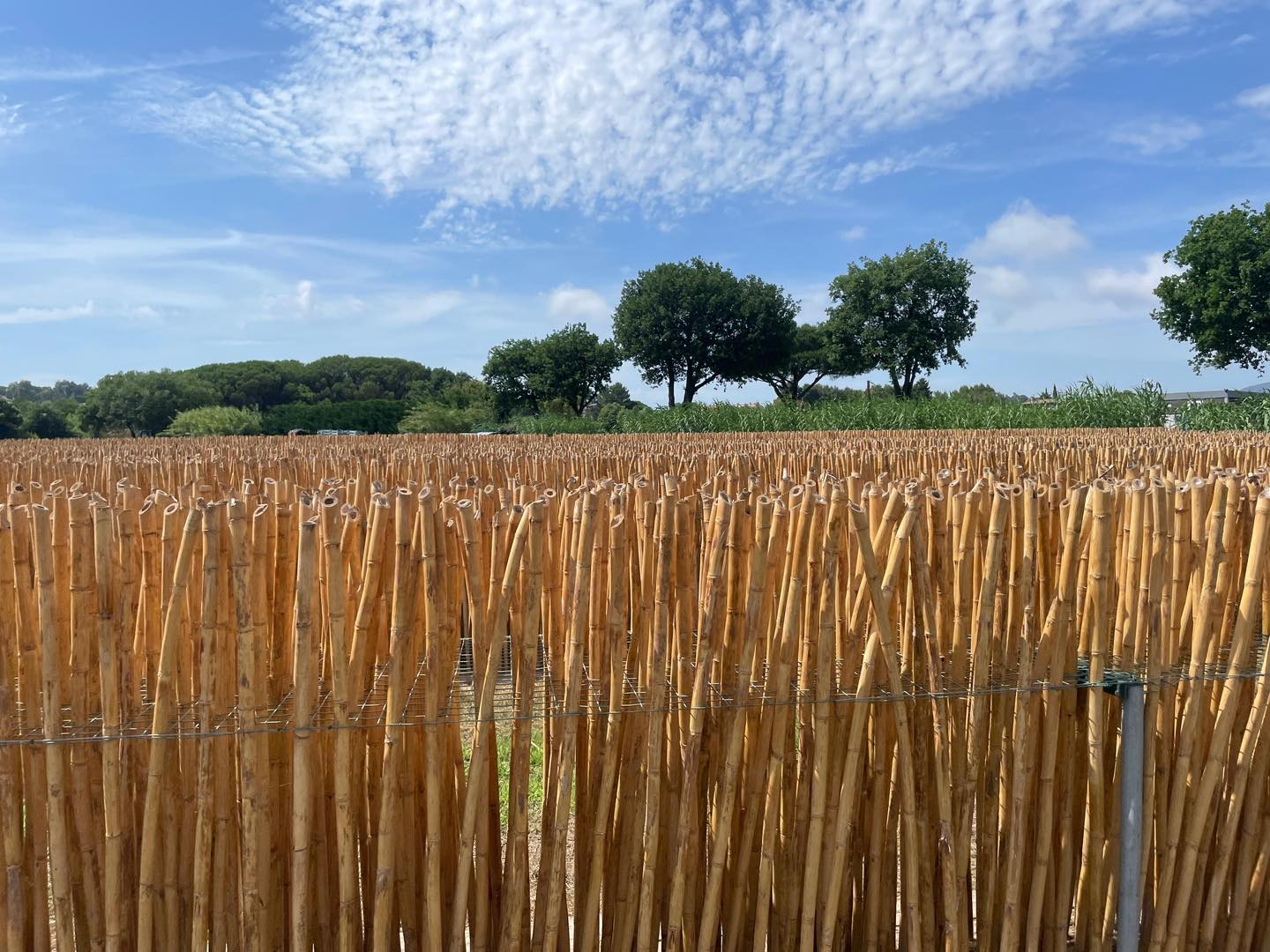 Hebridean Reeds
