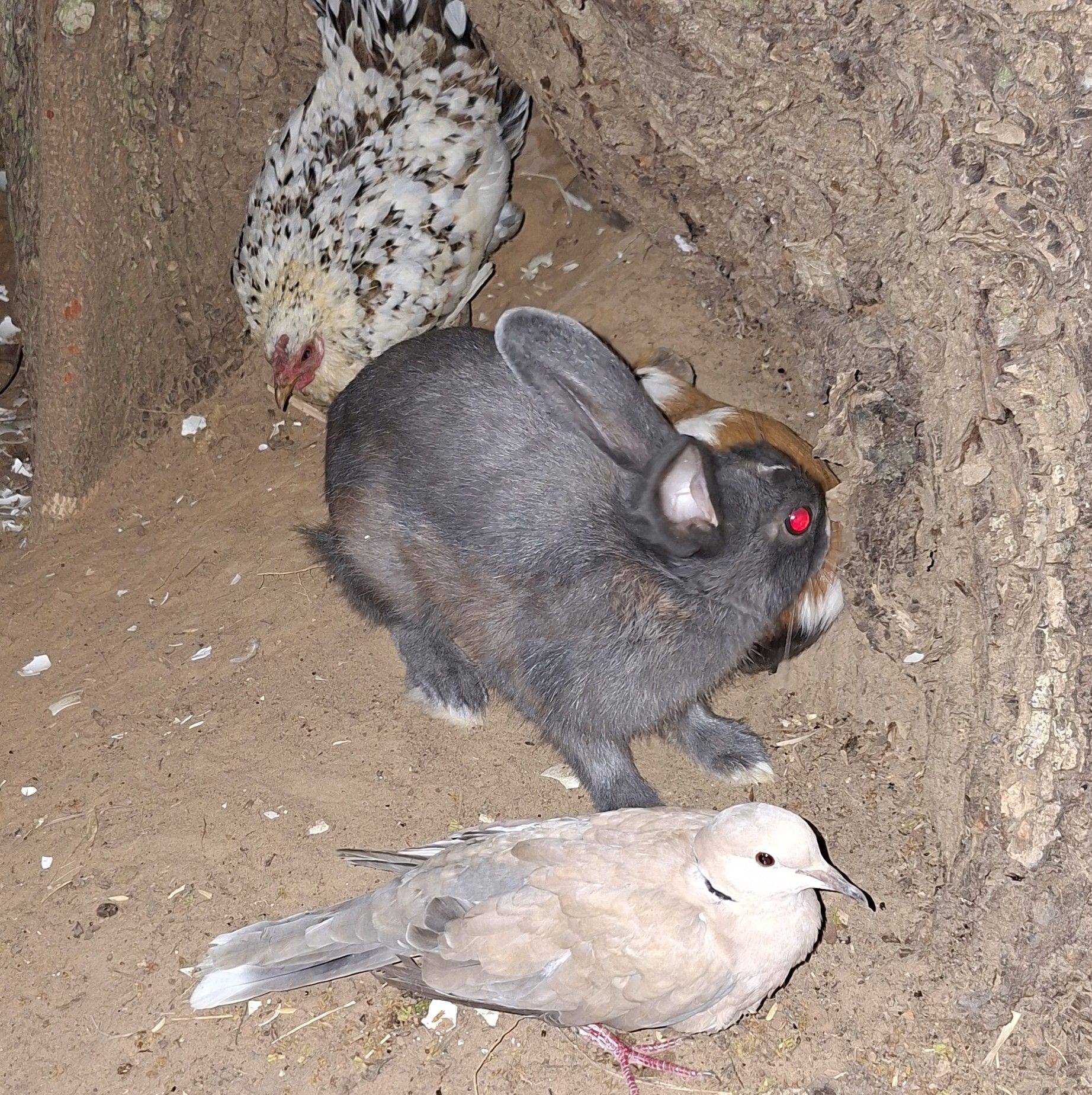 Watch What This Rabbit Does inside a Quail's Nest | Ali Joss
