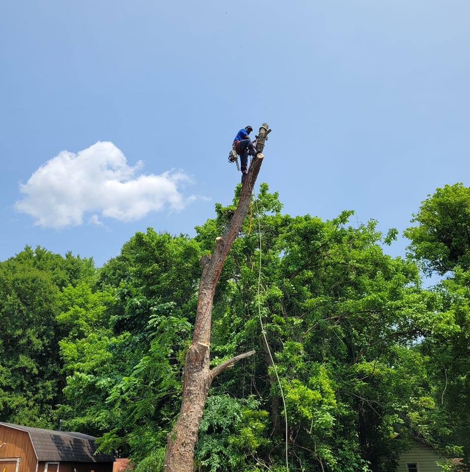 Magic stump grinder and tree service | Newark DE