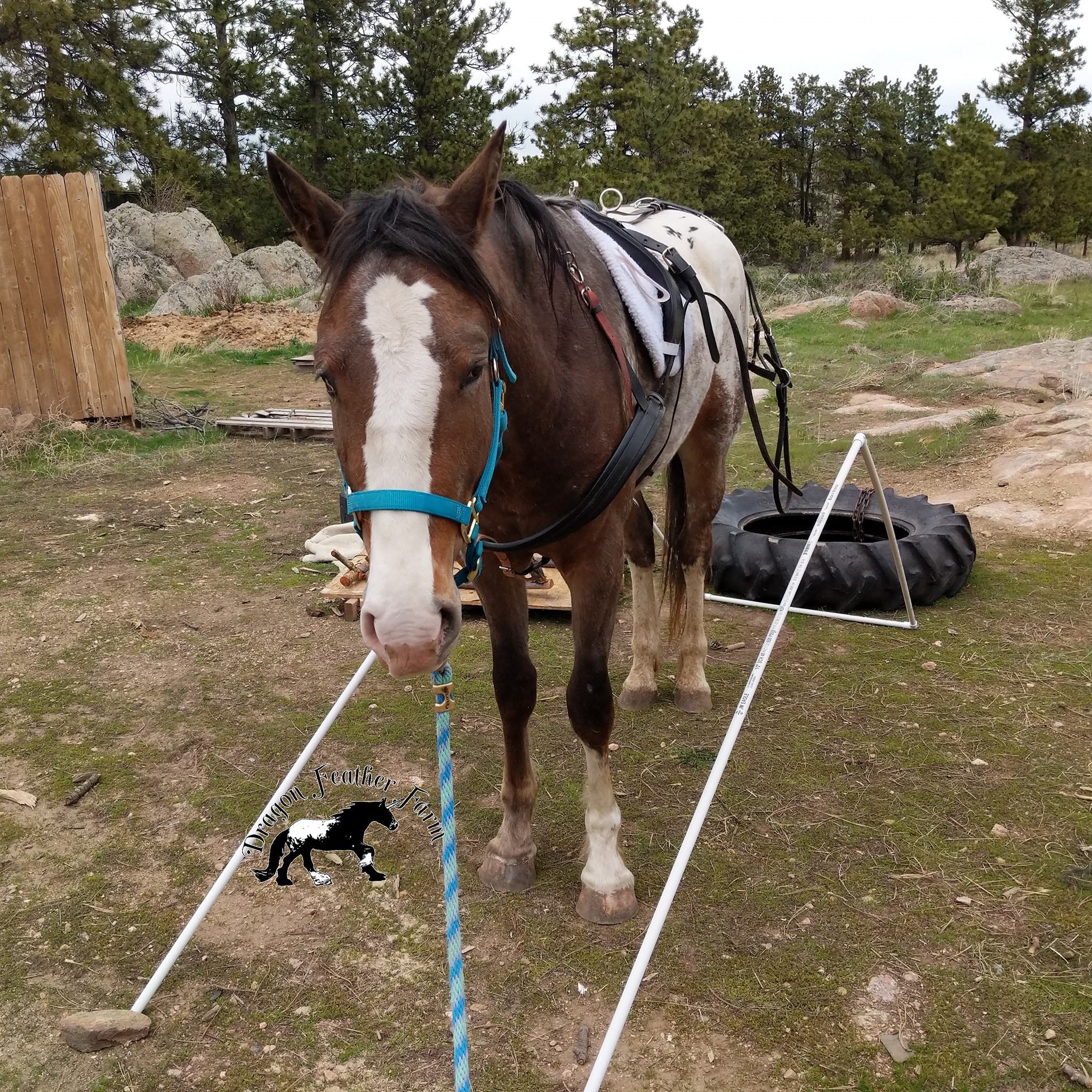RTD's FirstBornUnicorn - Today we tried a new thing. Backing into 
