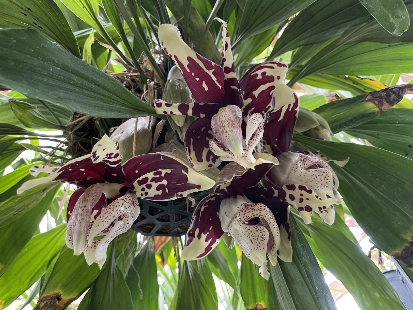 Stanhopea tigrina nigroviolacea 'The Predator' orchid species