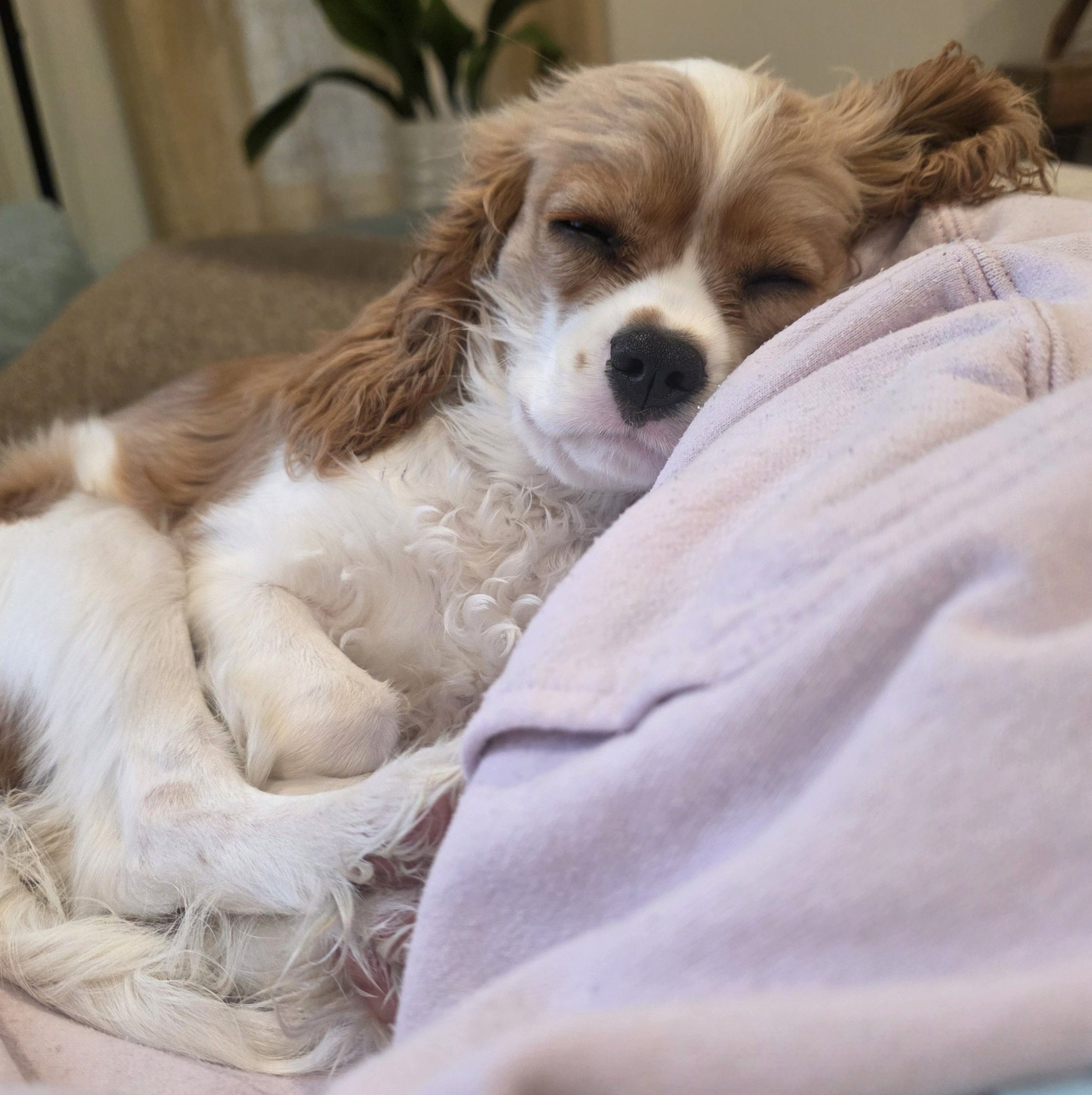 Cavalier King Charles Spaniels | I got the jacket / harness for our ...