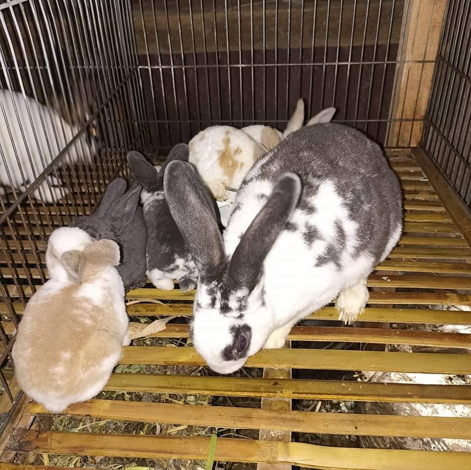 In my rabbit's cage, I sometimes provide dry grass and sometimes fresh ...