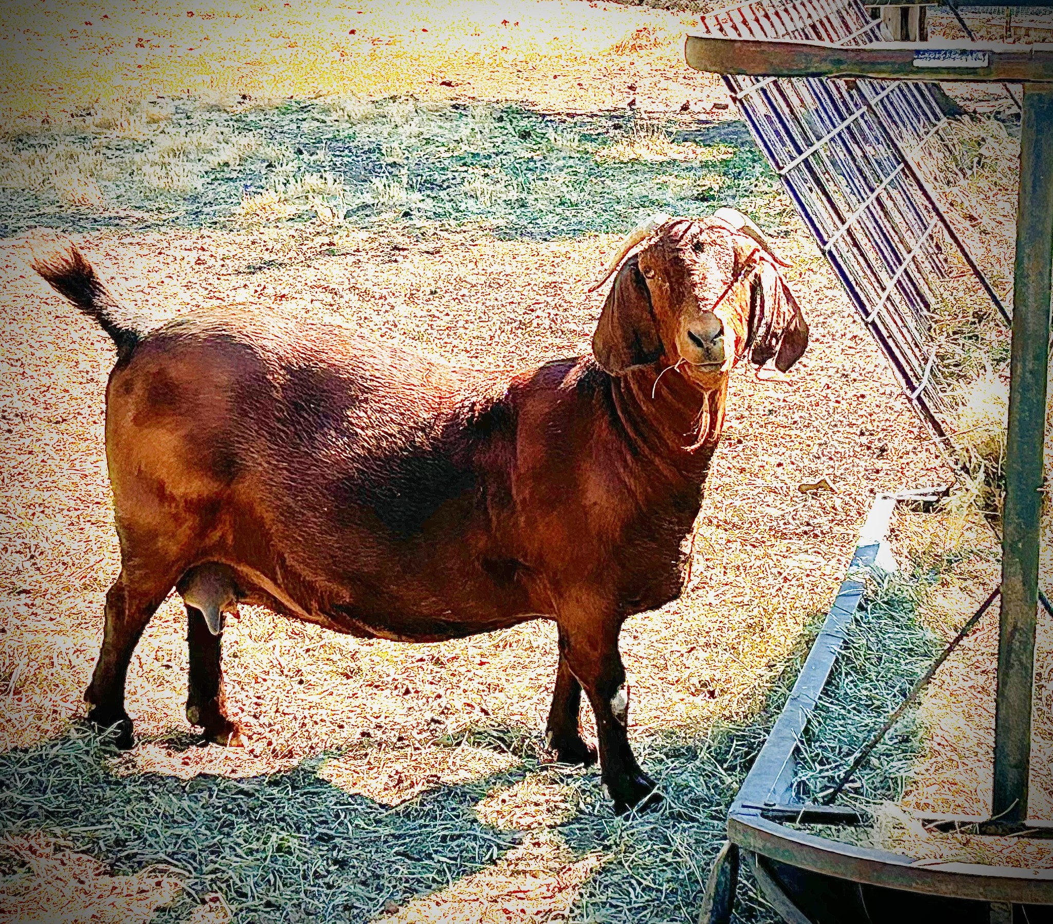 Red Chair Ranch | Madras OR